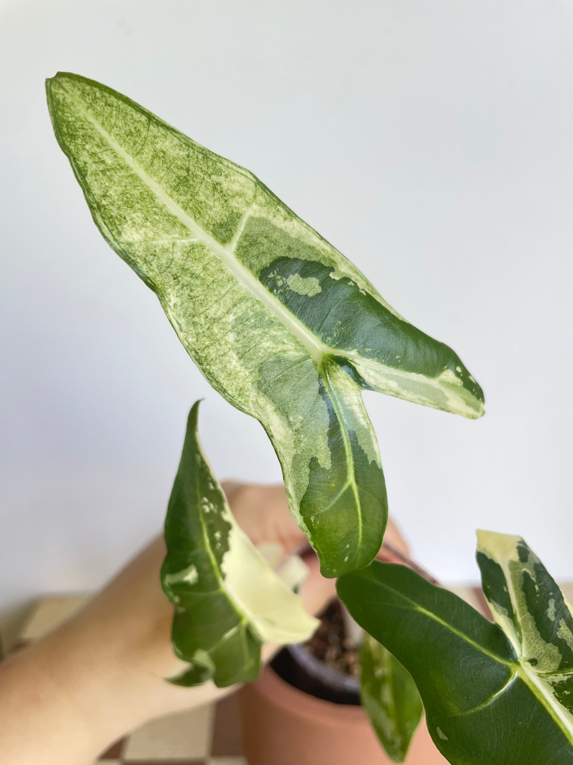 Alocasia Sarian Albo Variegated- Plant A