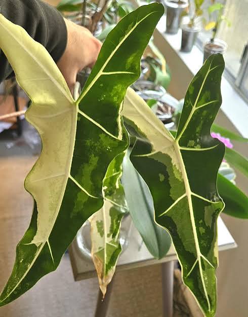 Alocasia Sarian Albo Variegated- Plant A
