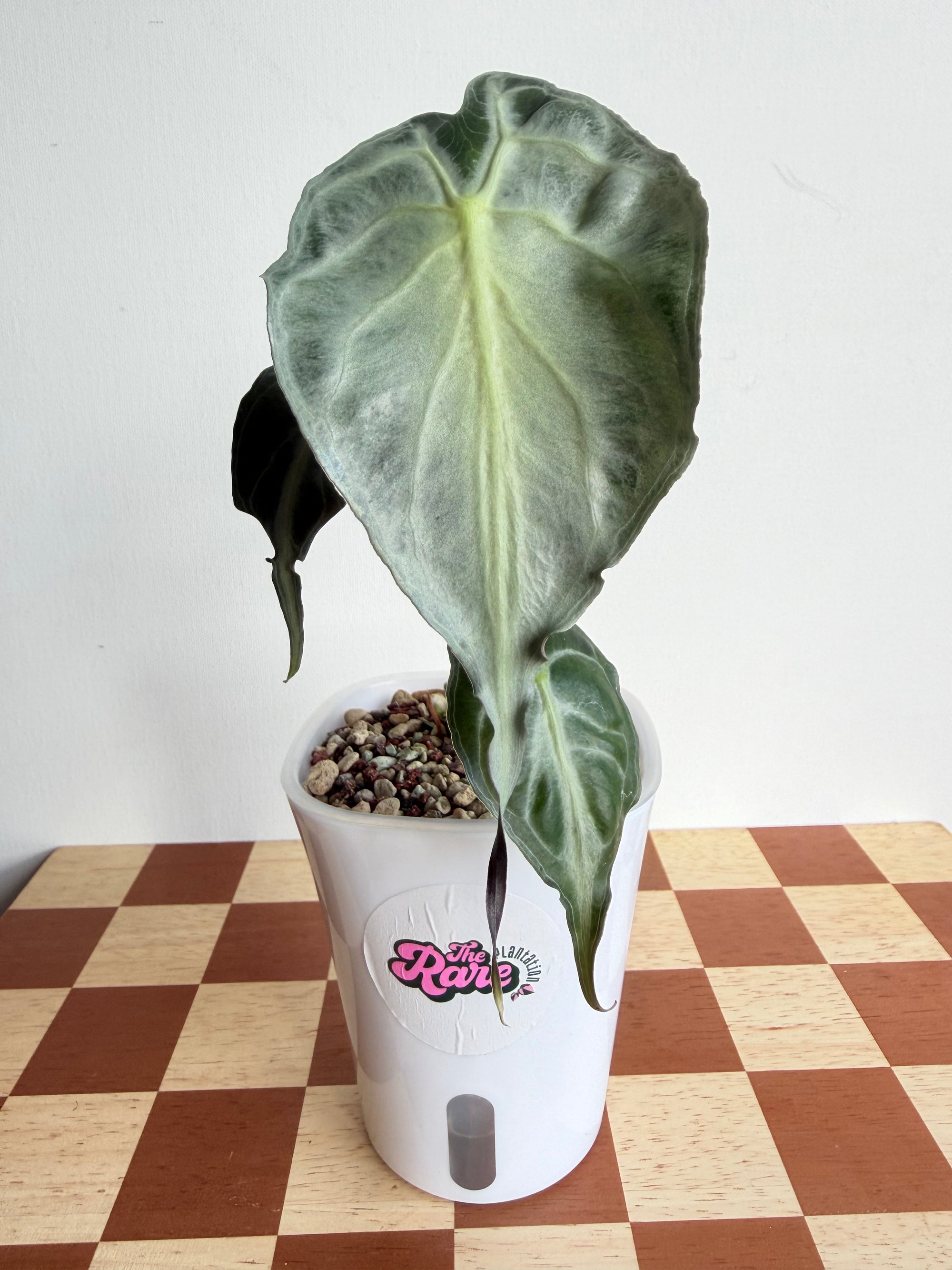 Alocasia Venom in Pon-Plant B – The Rare Plantation Nz Alocasia Venom in Pon-Plant B – The Rare Plantation Nz