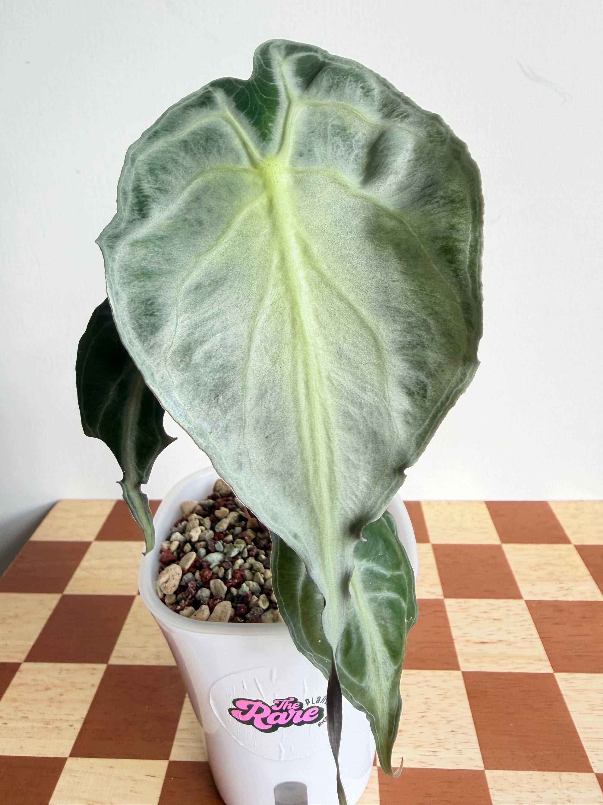 Alocasia Venom in Pon-Plant B