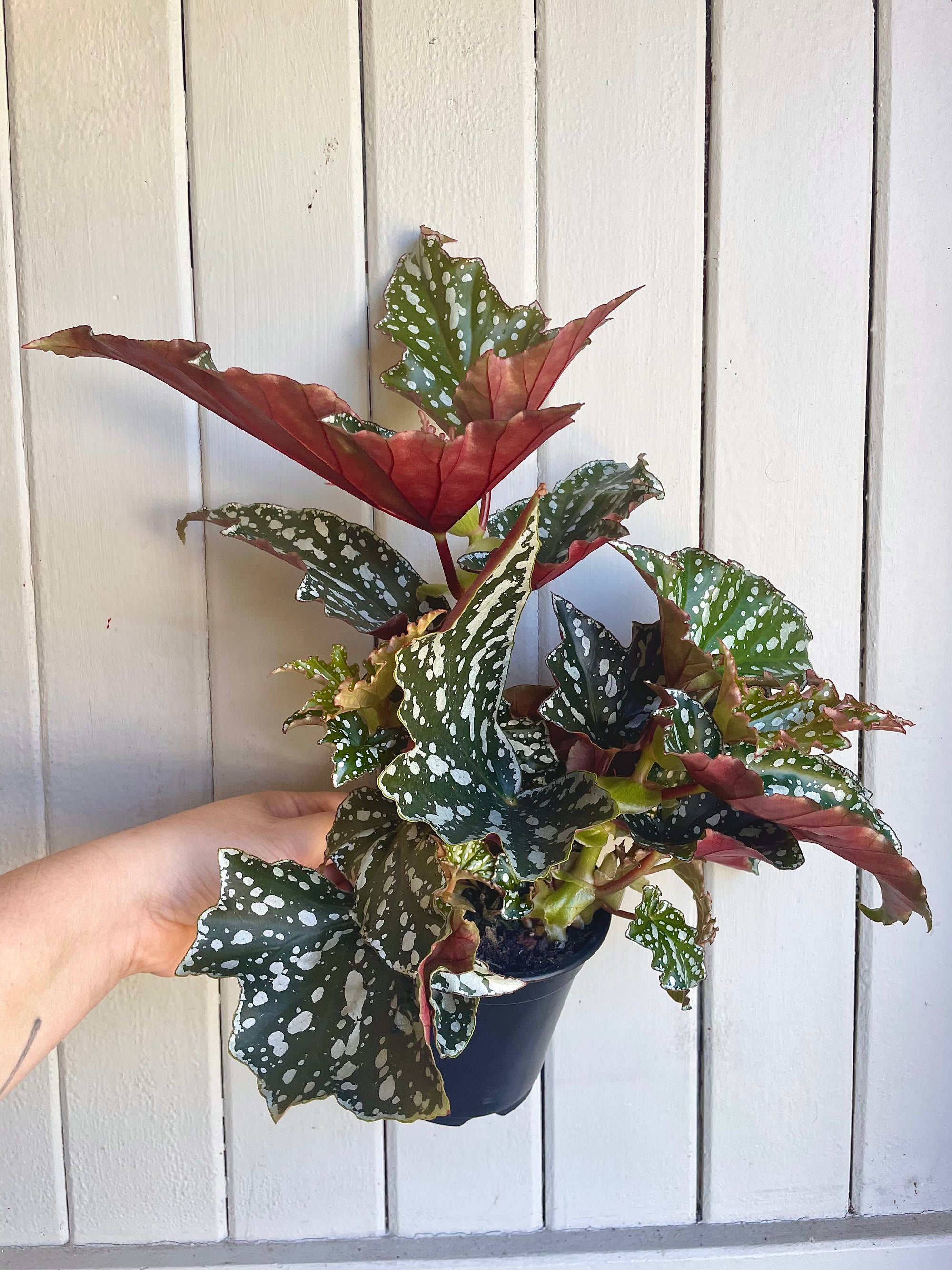 Begonia Bohemian Forest