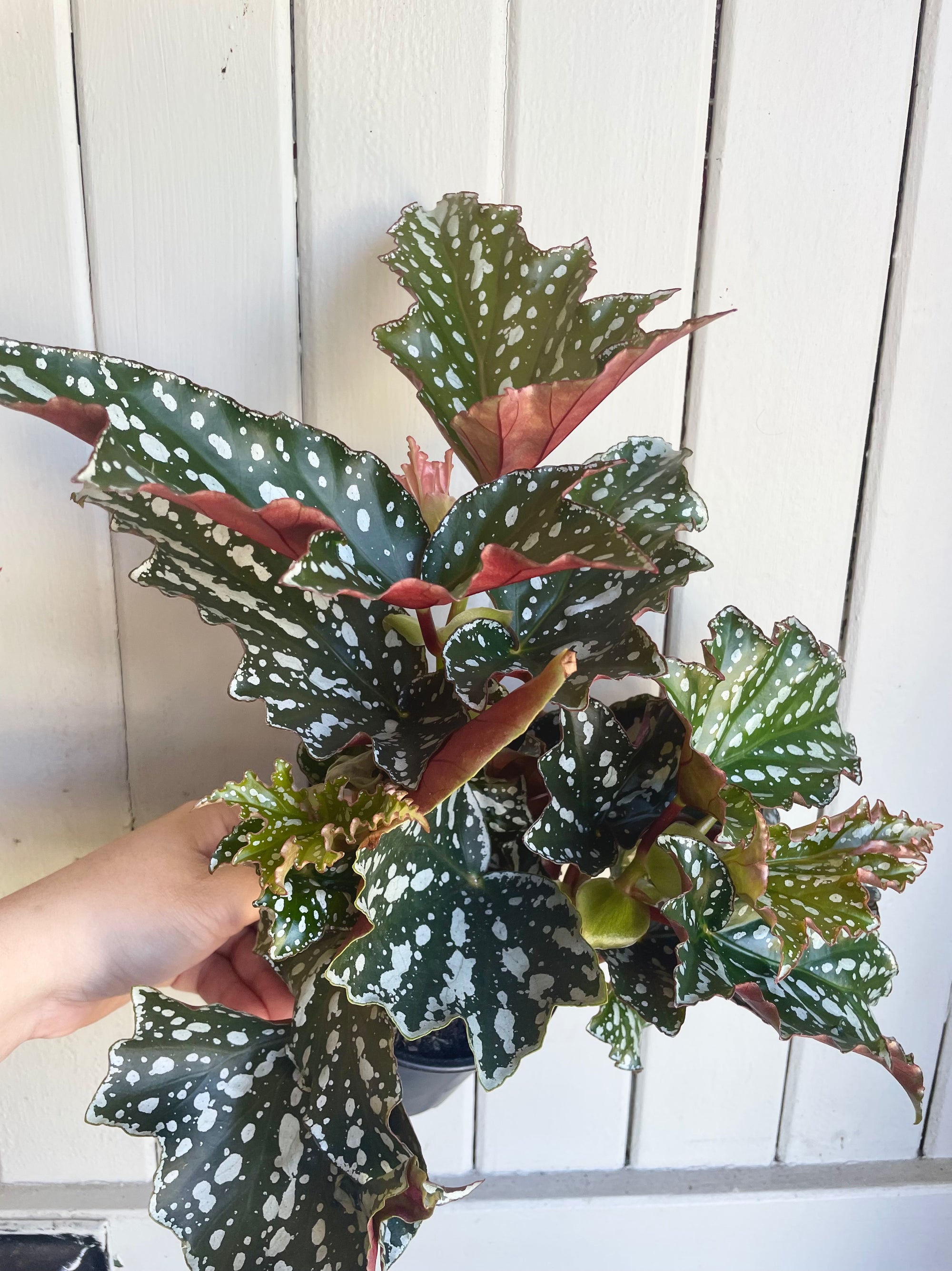Begonia Bohemian Forest