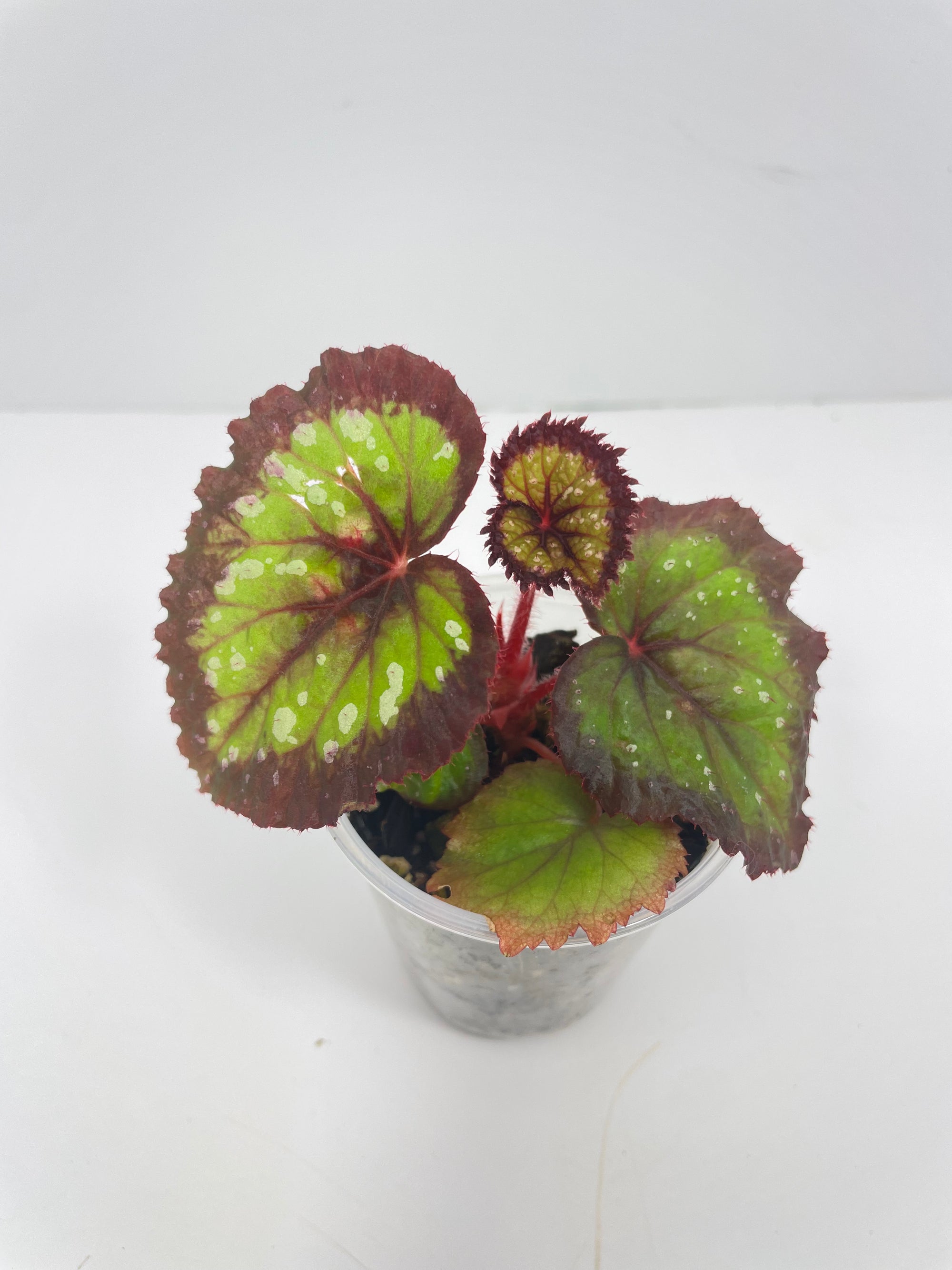 Begonia Fireworks