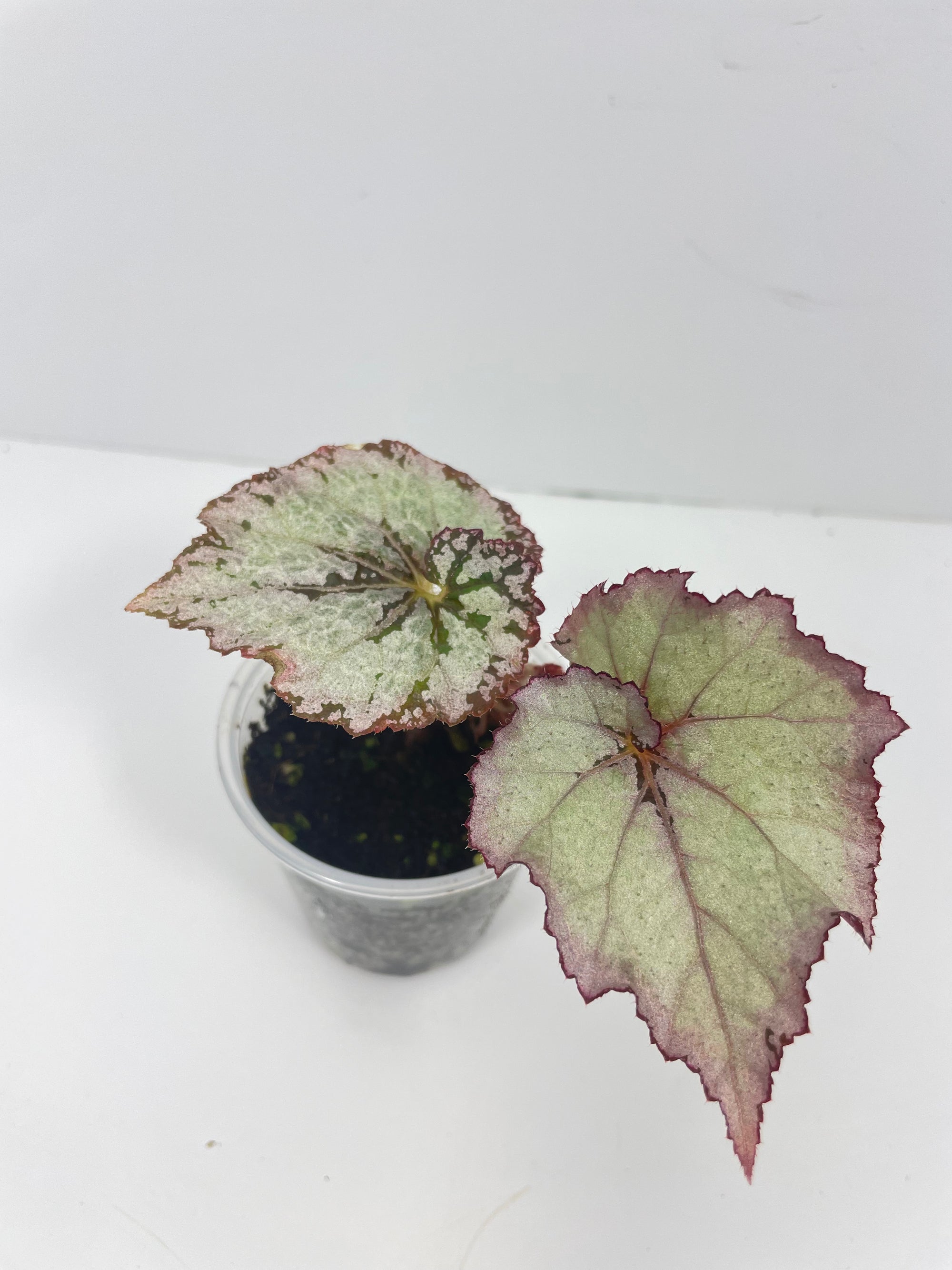 Begonia Jack Frost