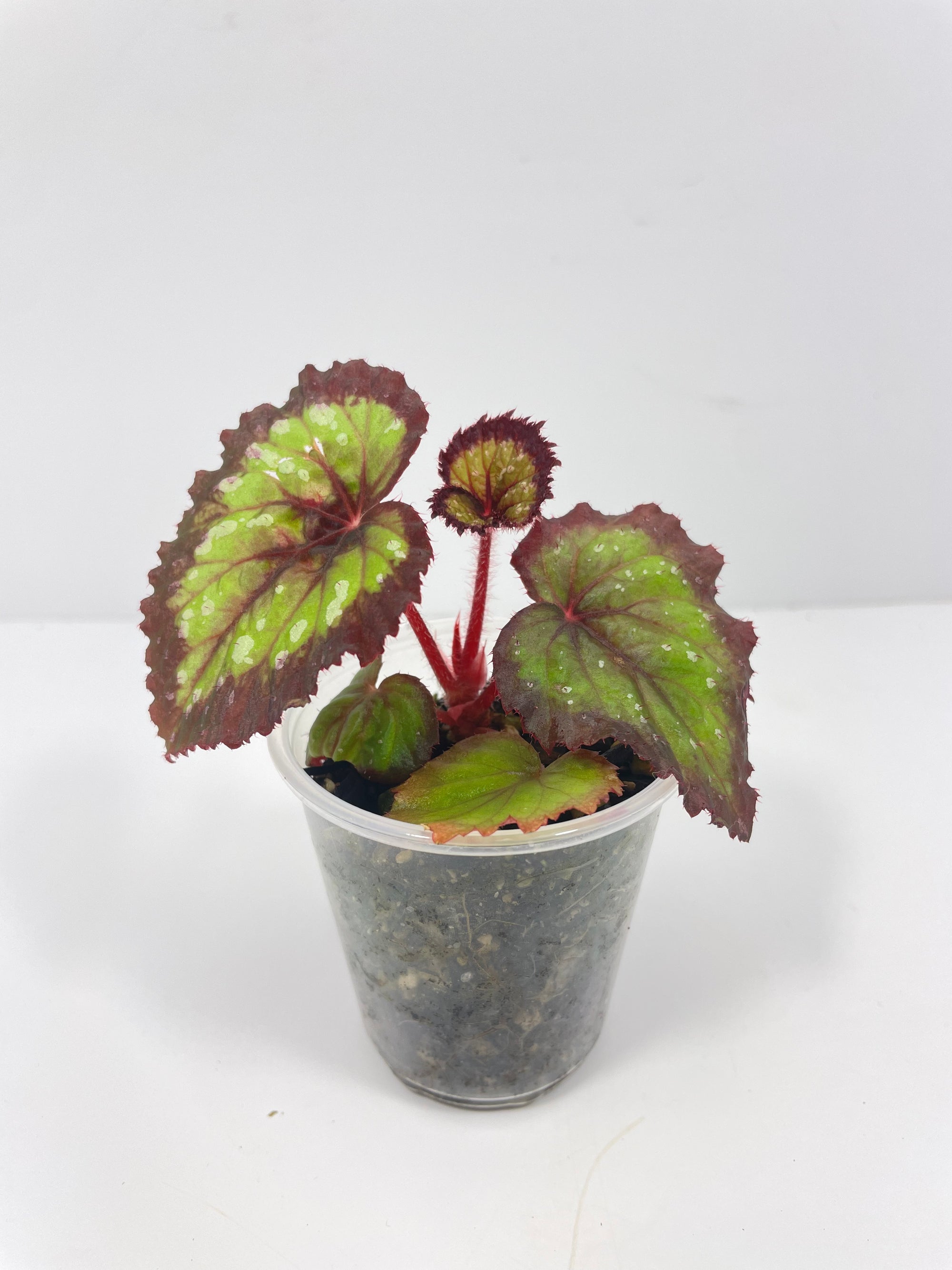 Begonia Fireworks