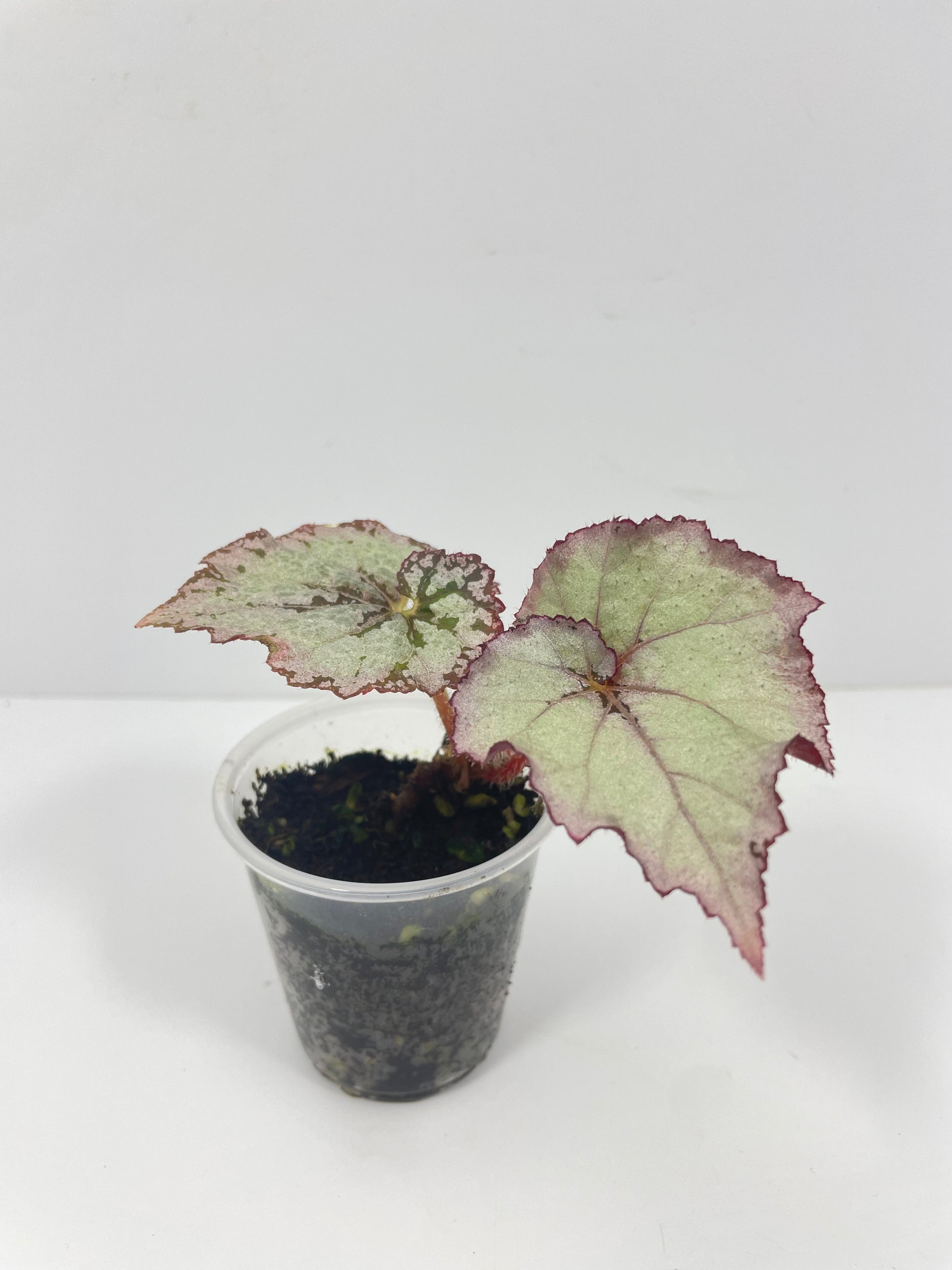 Begonia Jack Frost