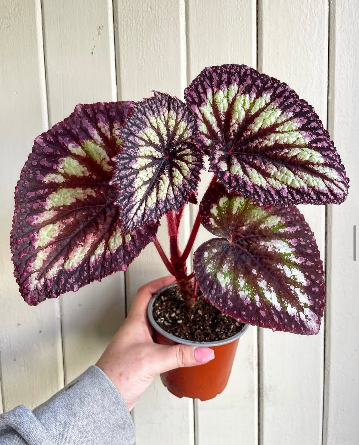 Begonia Fireworks