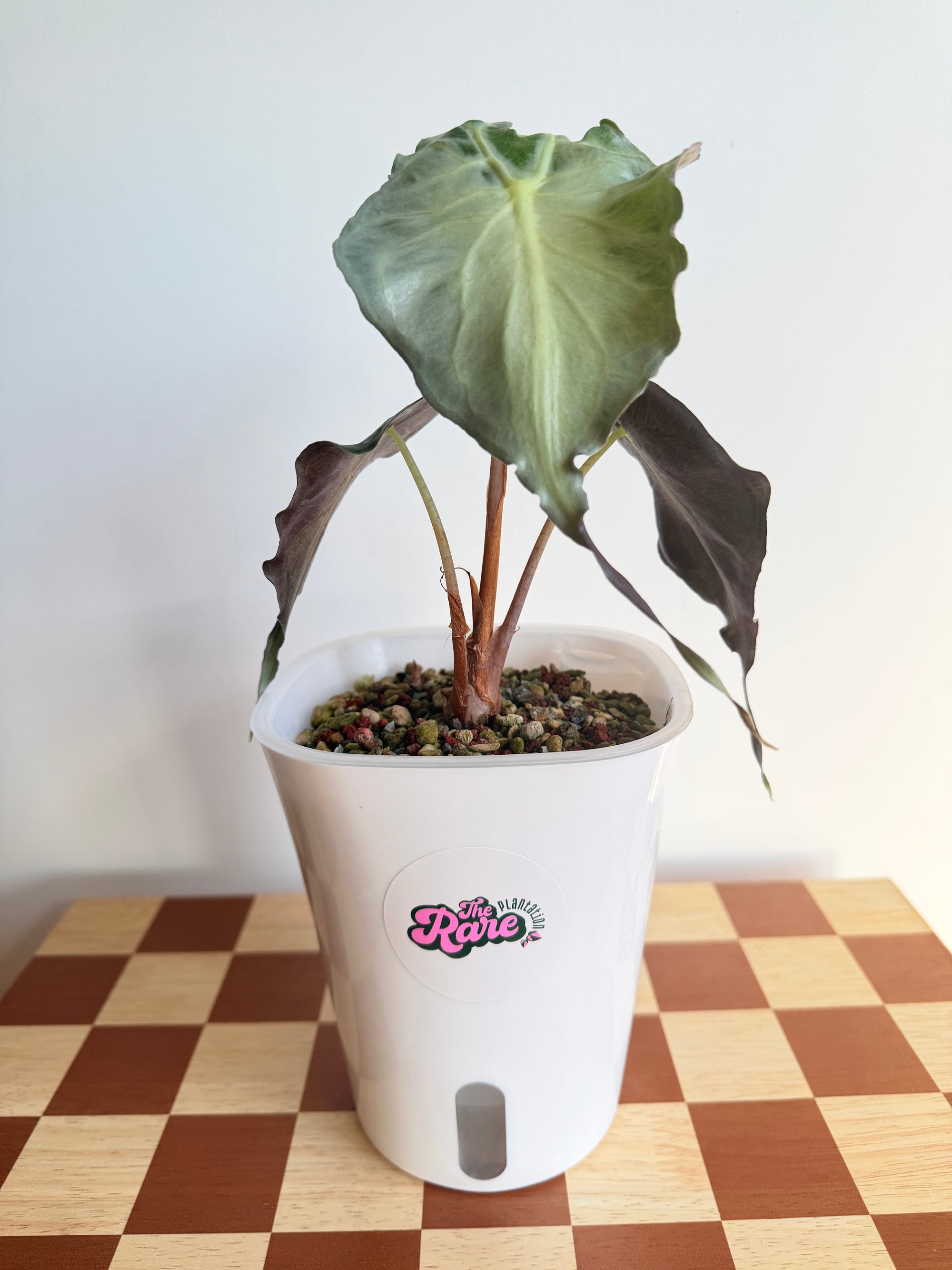 Alocasia Venom in Pon-Plant C