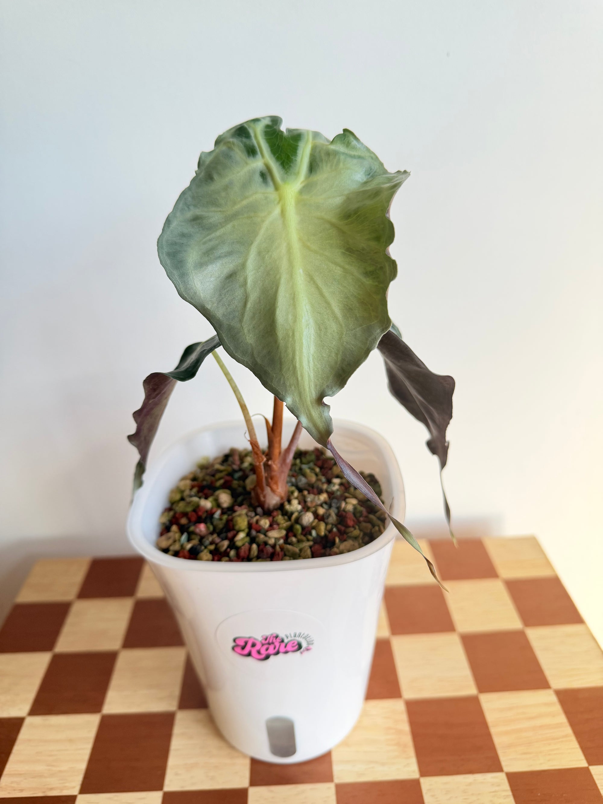 Alocasia Venom in Pon-Plant C