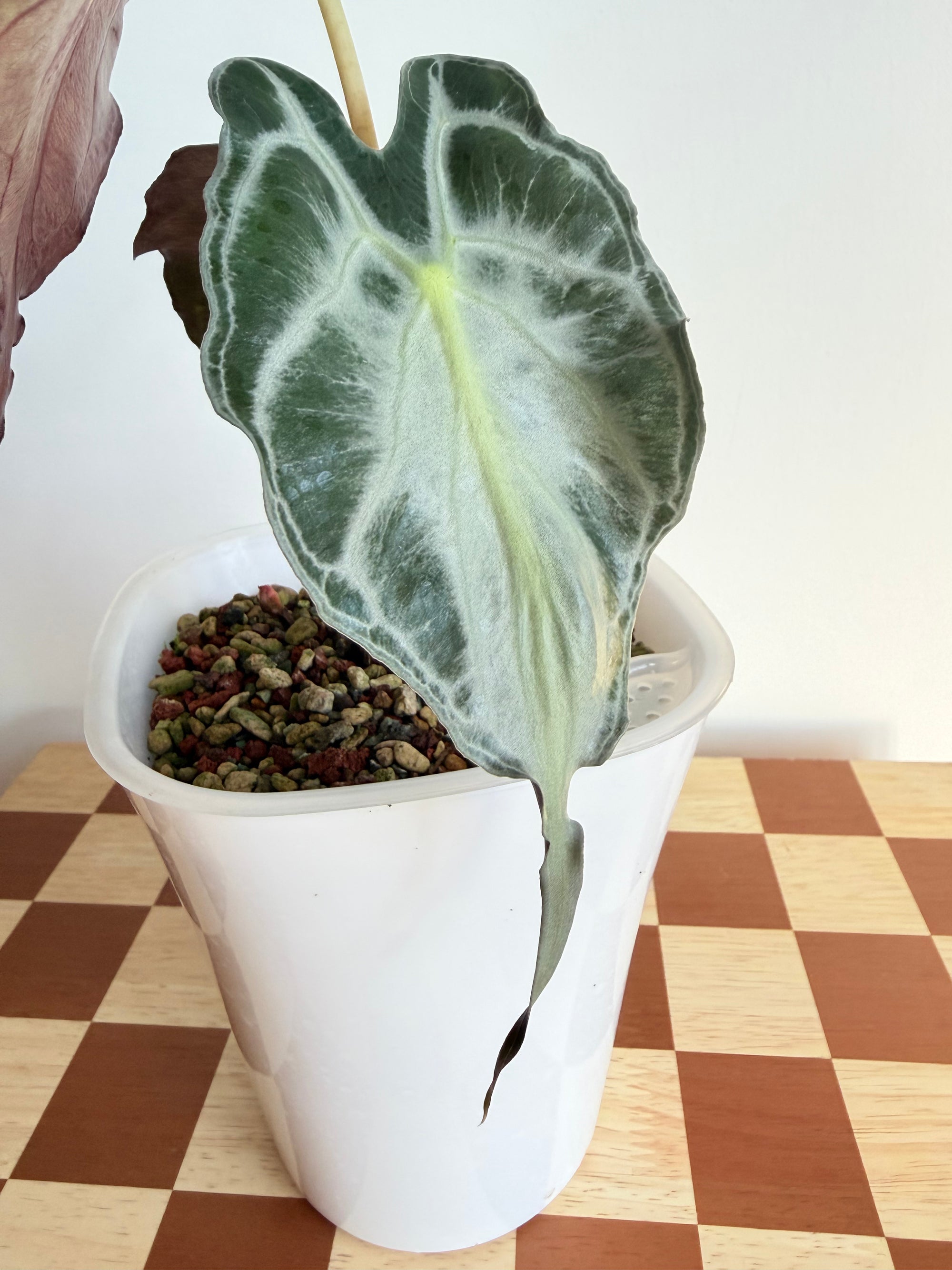 Alocasia Venom in Pon-Plant C
