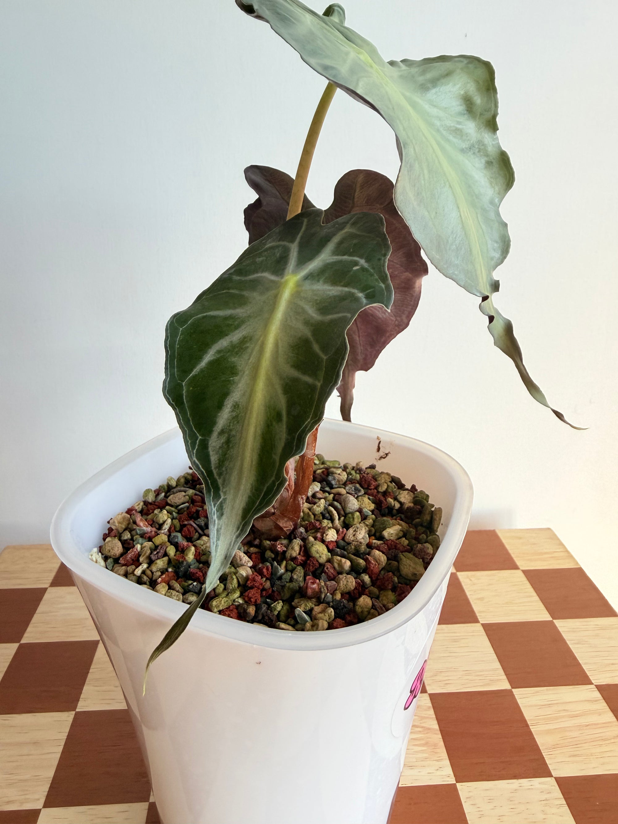 Alocasia Venom in Pon-Plant C