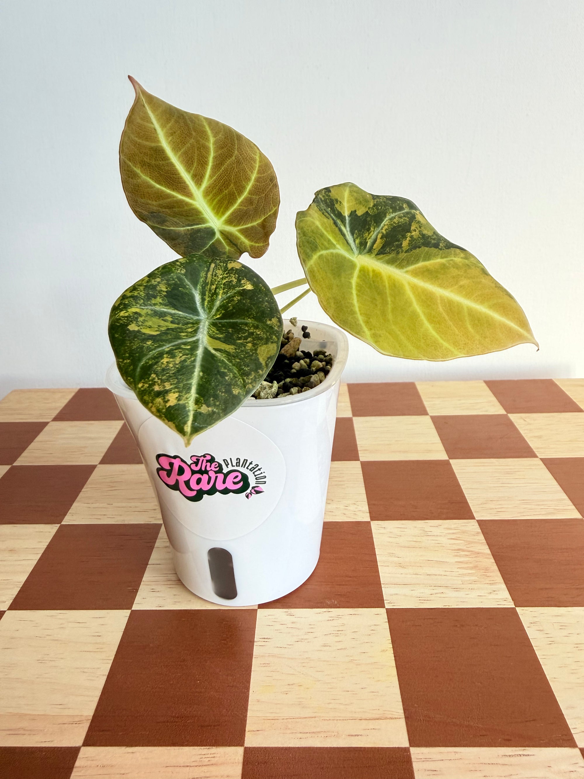 Alocasia Black Velvet Gold/Aurea in Stratum and Perlite-Plant B