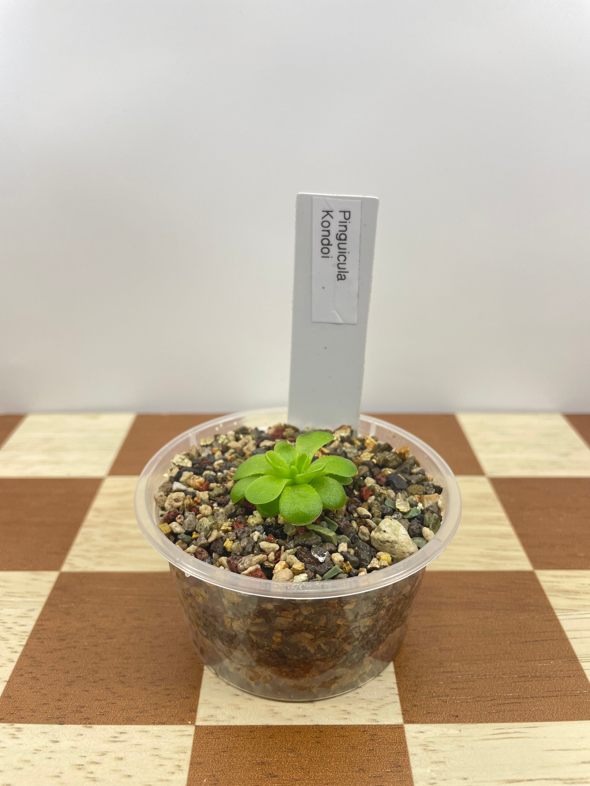 Pinguicula Kondoi (Carnivorous Plant)
