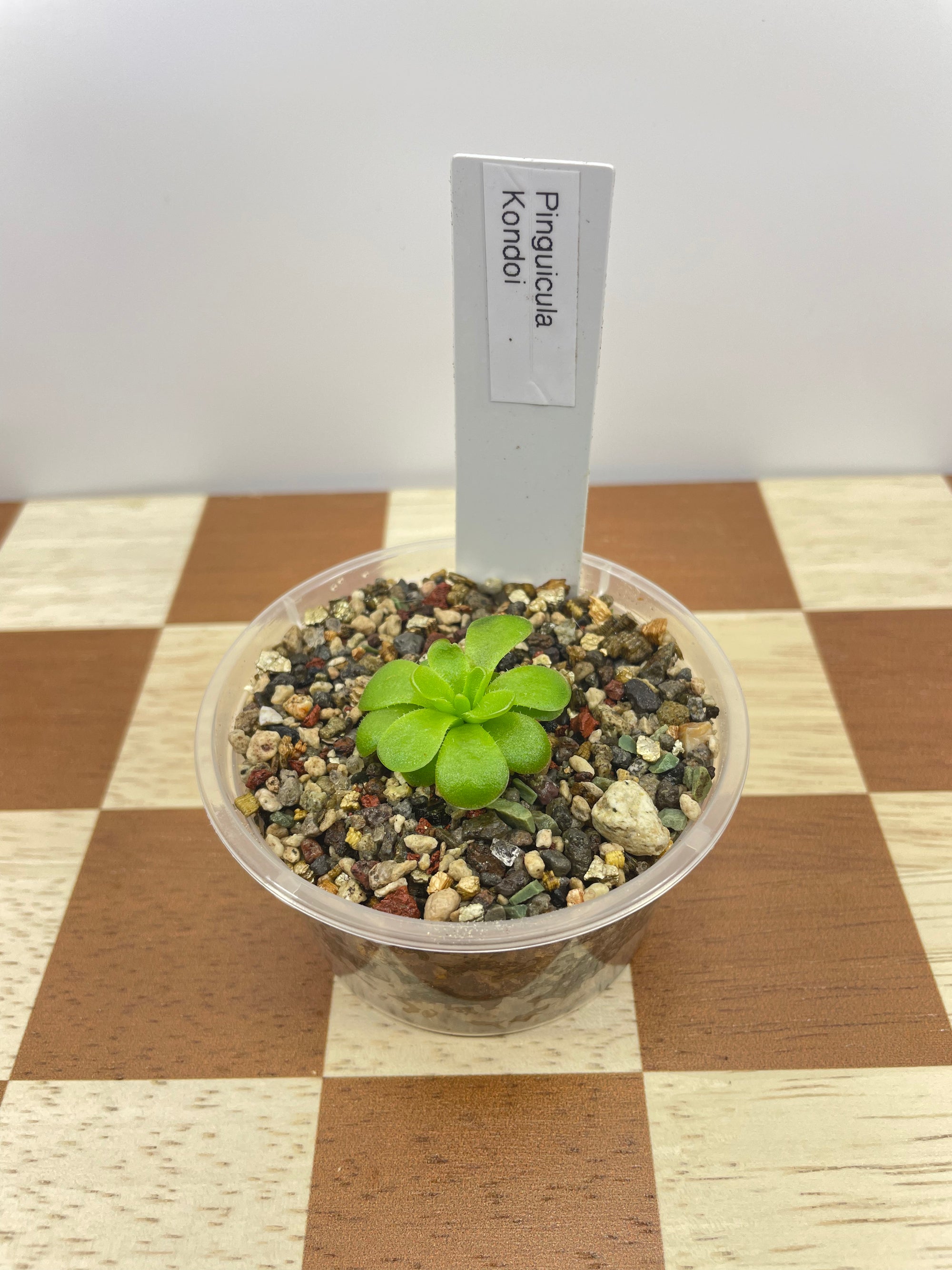 Pinguicula Kondoi (Carnivorous Plant)