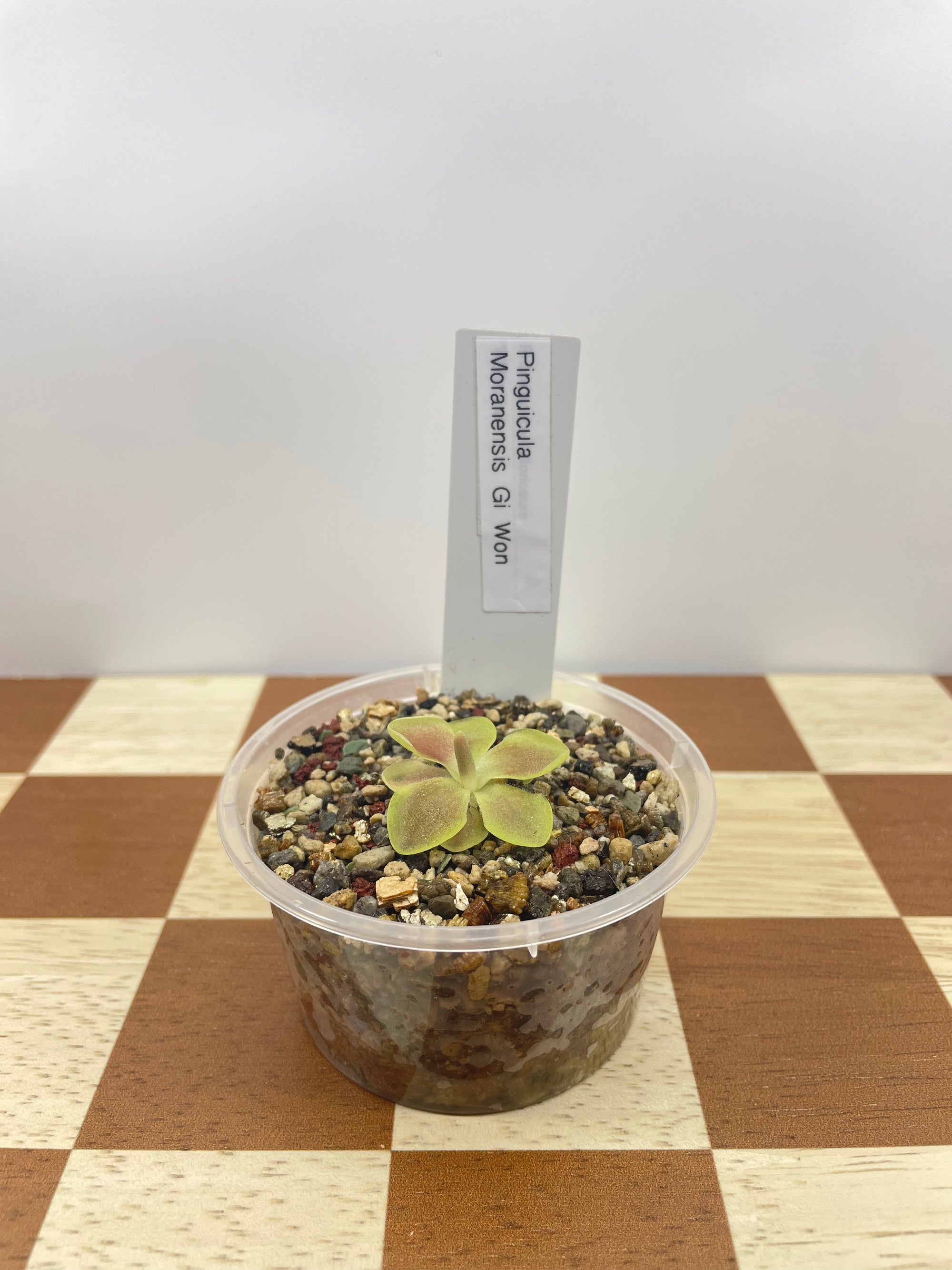 Pinguicula Moranensis Gi Won (Carnivorous Plant)