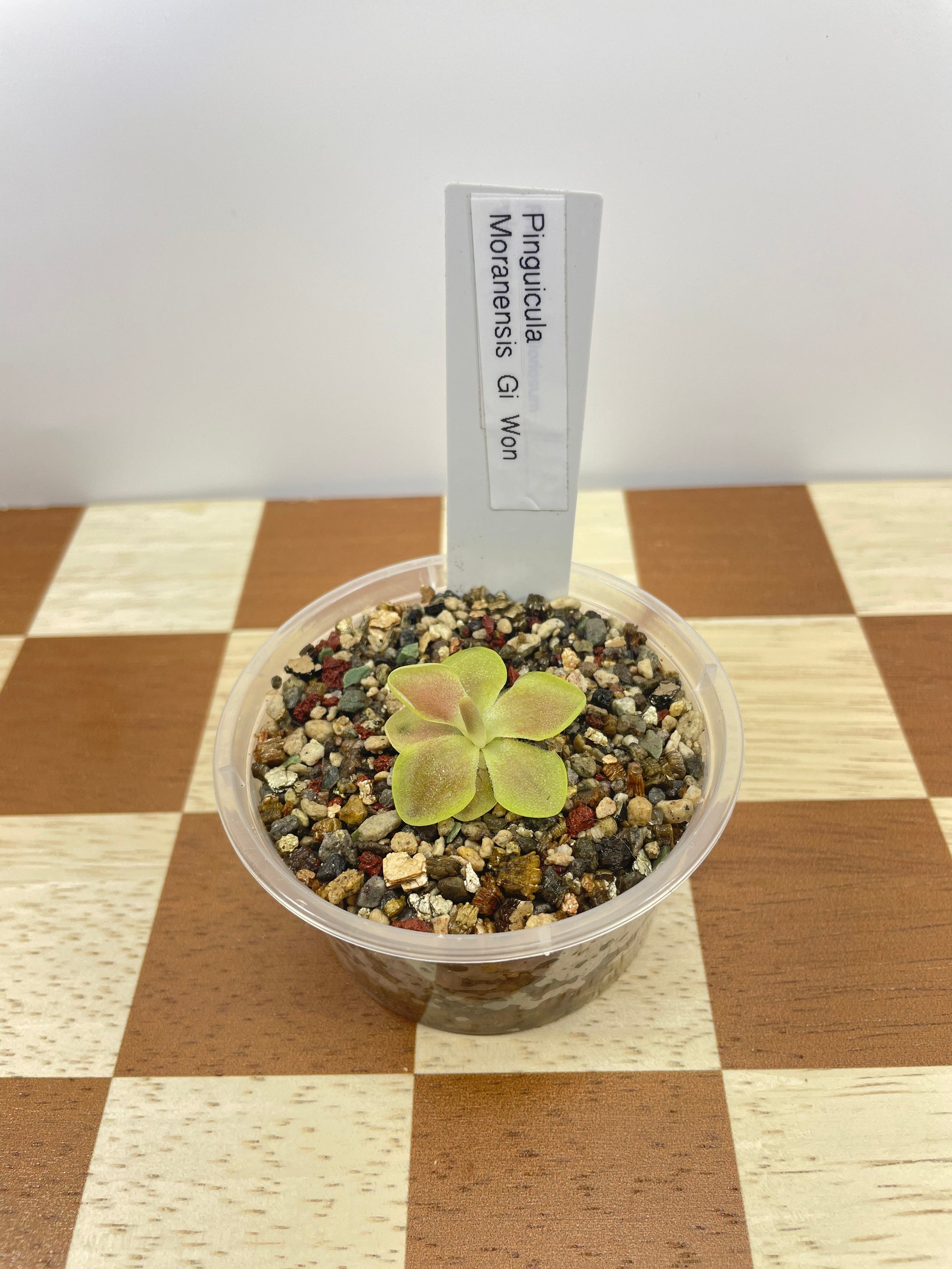 Pinguicula Moranensis Gi Won (Carnivorous Plant)