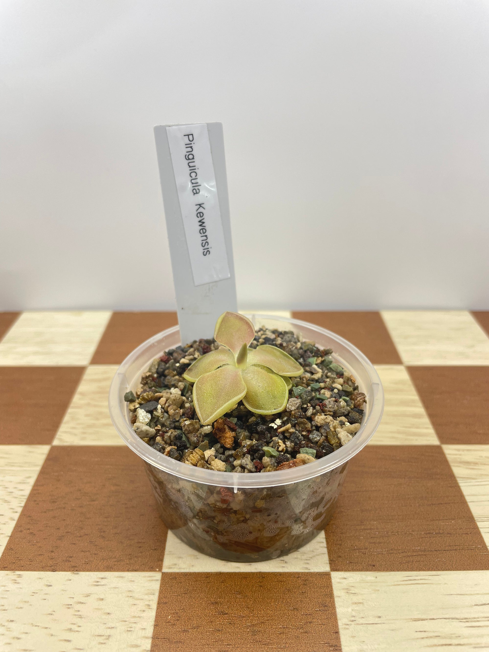 Pinguicula Kewensis (Carnivorous Plant)