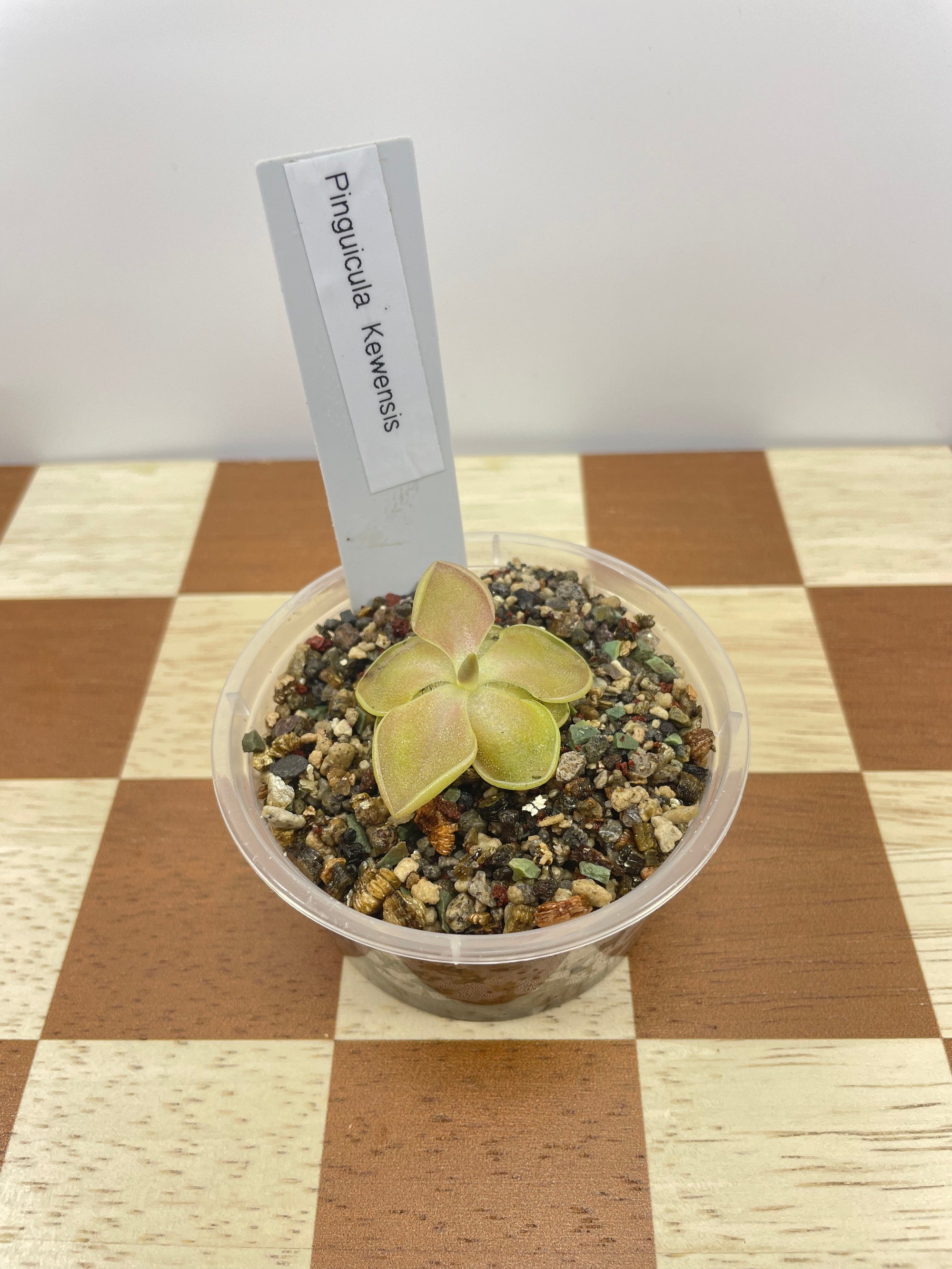 Pinguicula Kewensis (Carnivorous Plant)