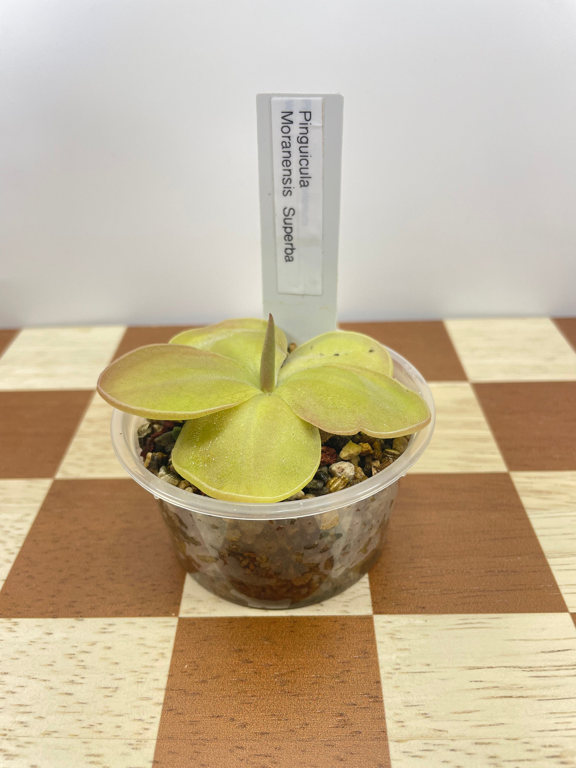 Pinguicula Moranensis Superba (Carnivorous Plant)