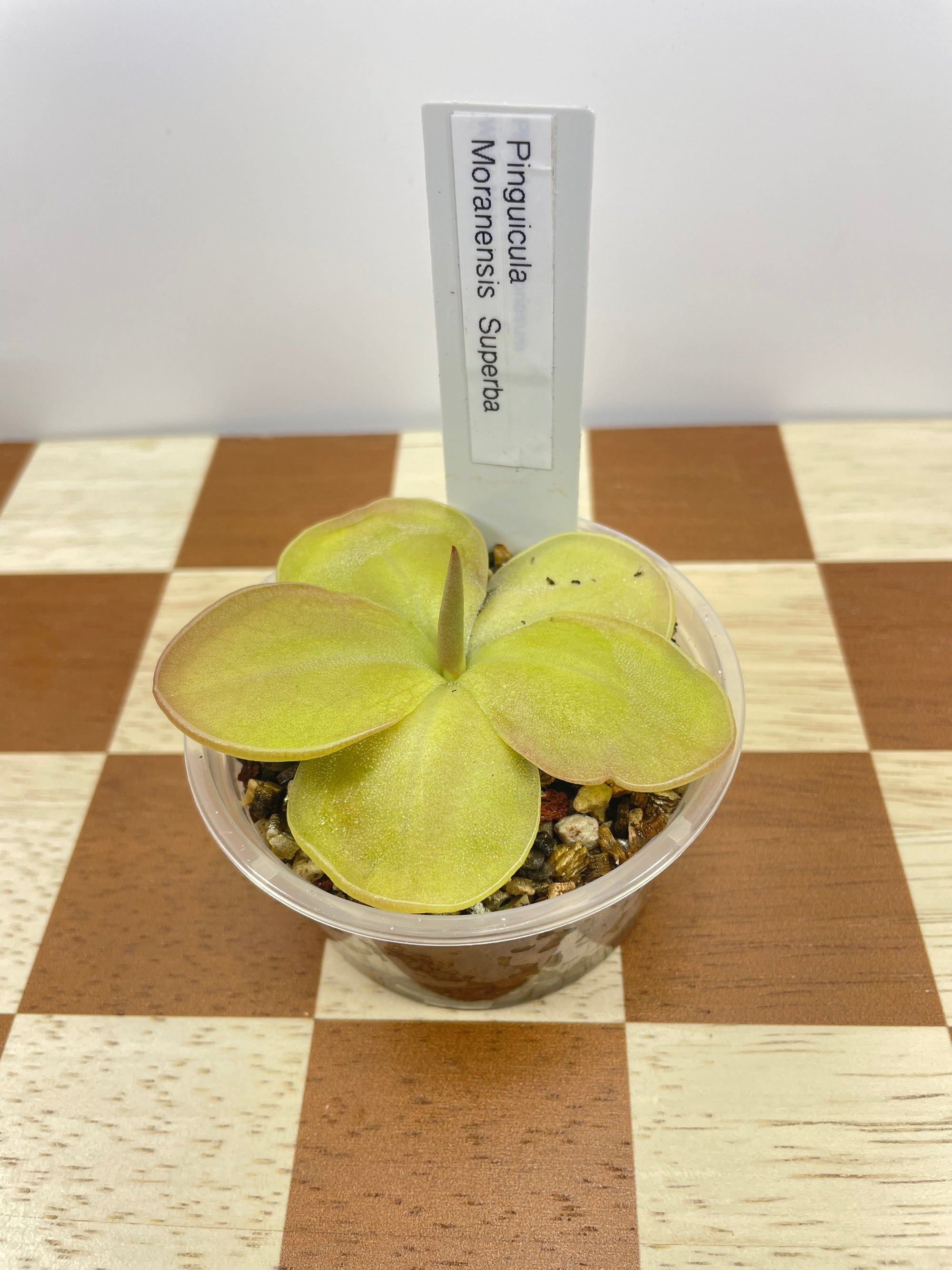Pinguicula Moranensis Superba (Carnivorous Plant)
