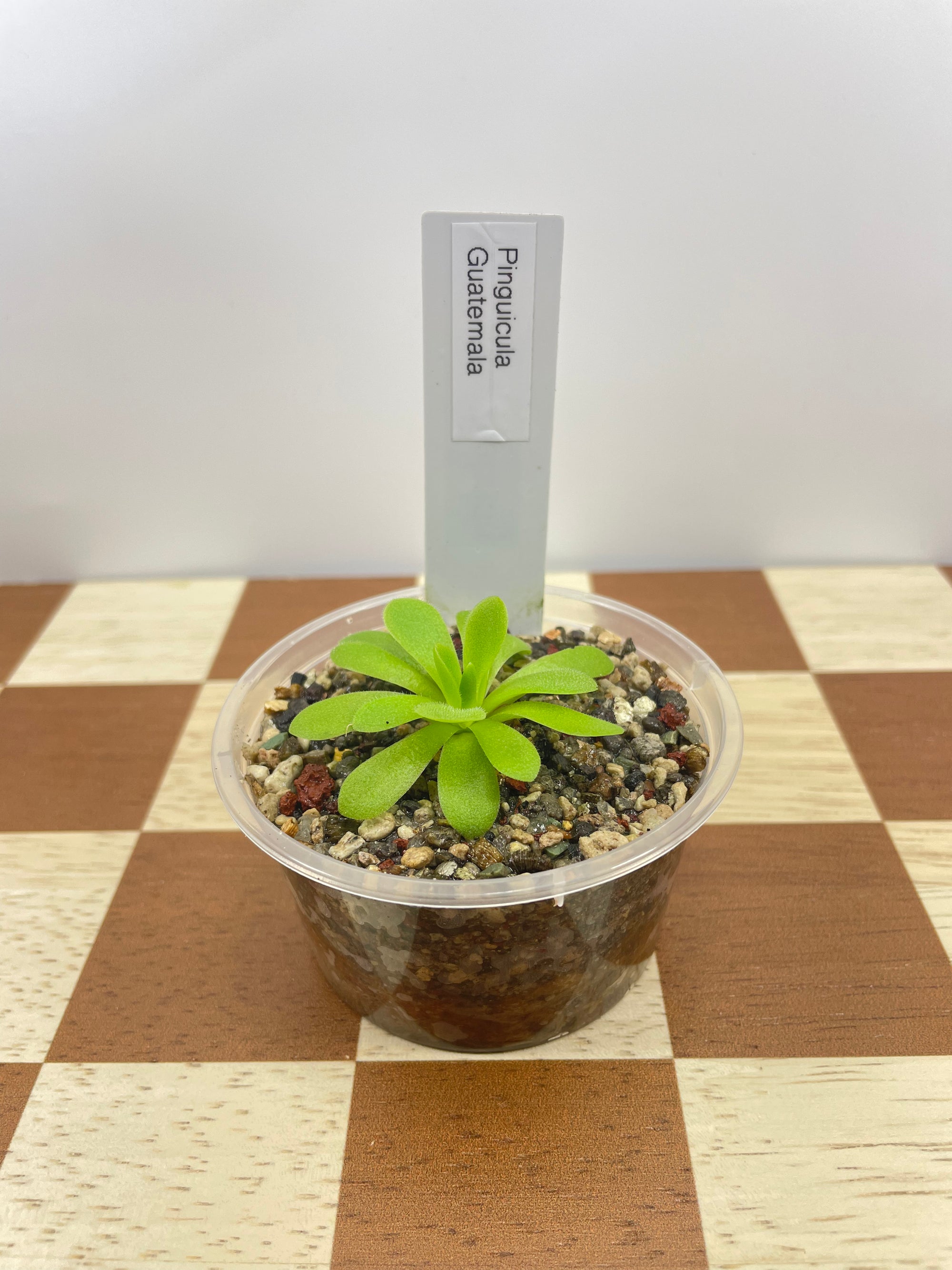 Pinguicula Guatemala (Carnivorous Plant)