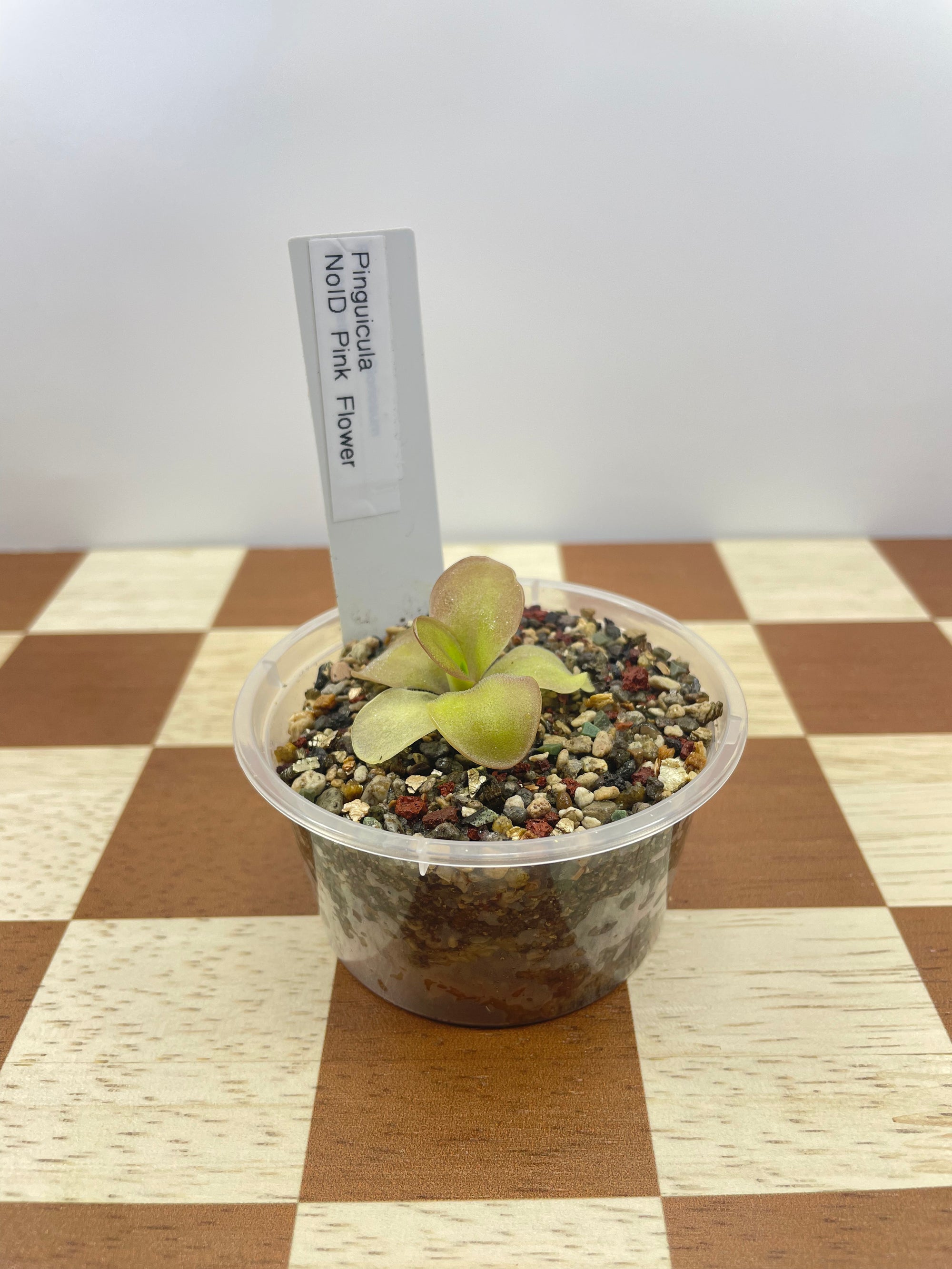 Pinguicula NoID (Carnivorous Plant)