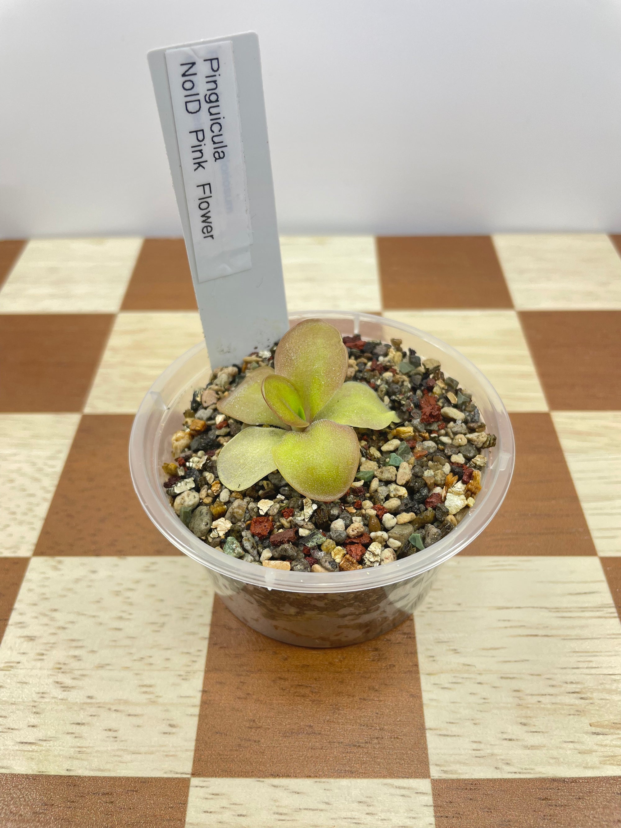 Pinguicula NoID (Carnivorous Plant)
