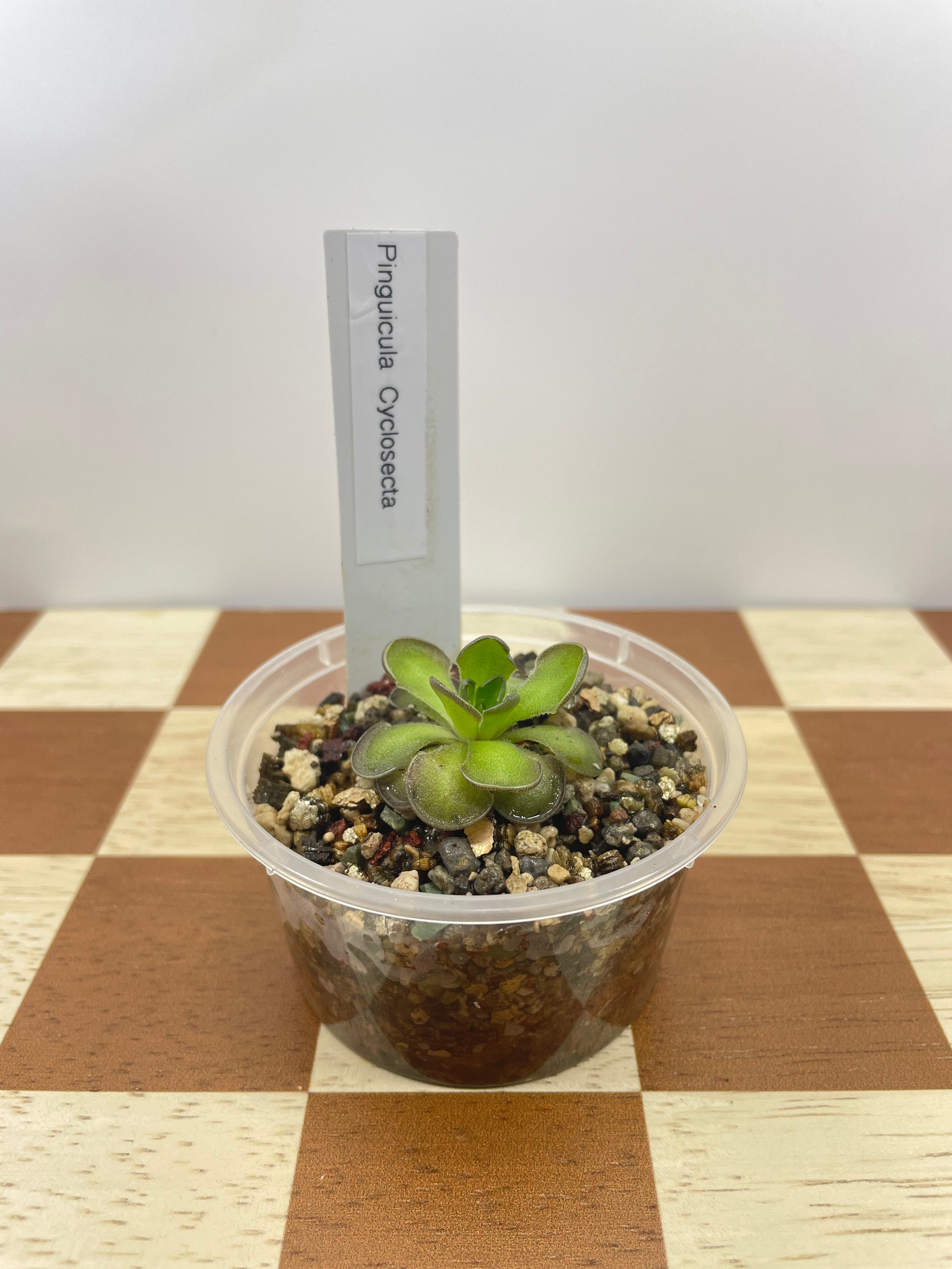 Pinguicula Cyclosecta (Carnivorous Plant)