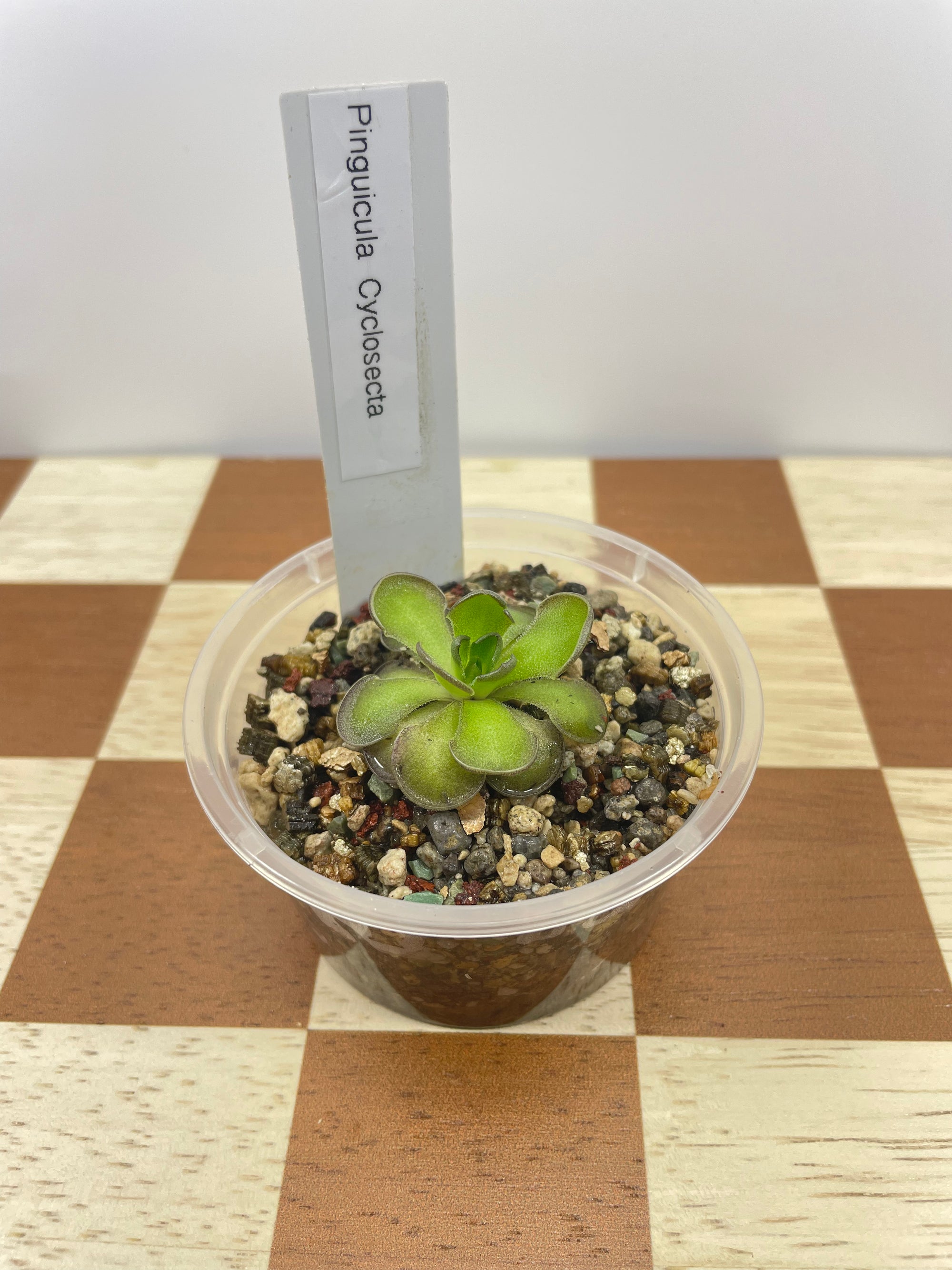 Pinguicula Cyclosecta (Carnivorous Plant)