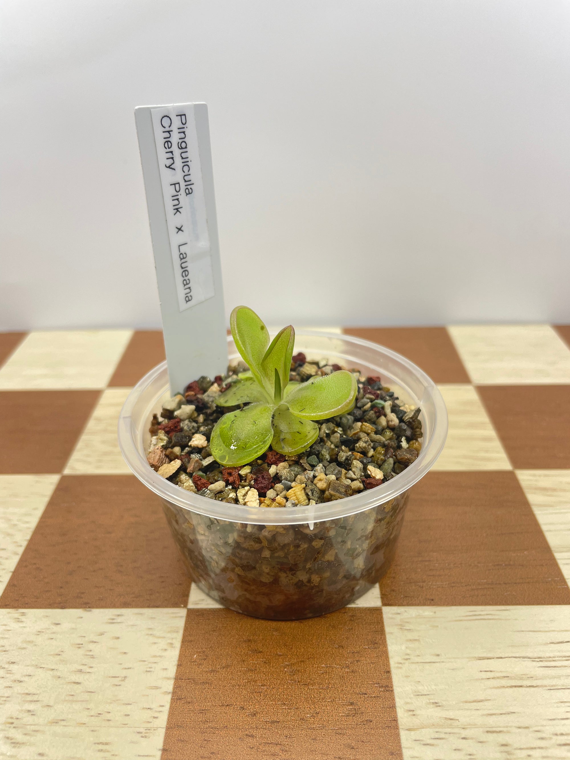 Pinguicula Cherry Pink x Laueana (Carnivorous Plant)