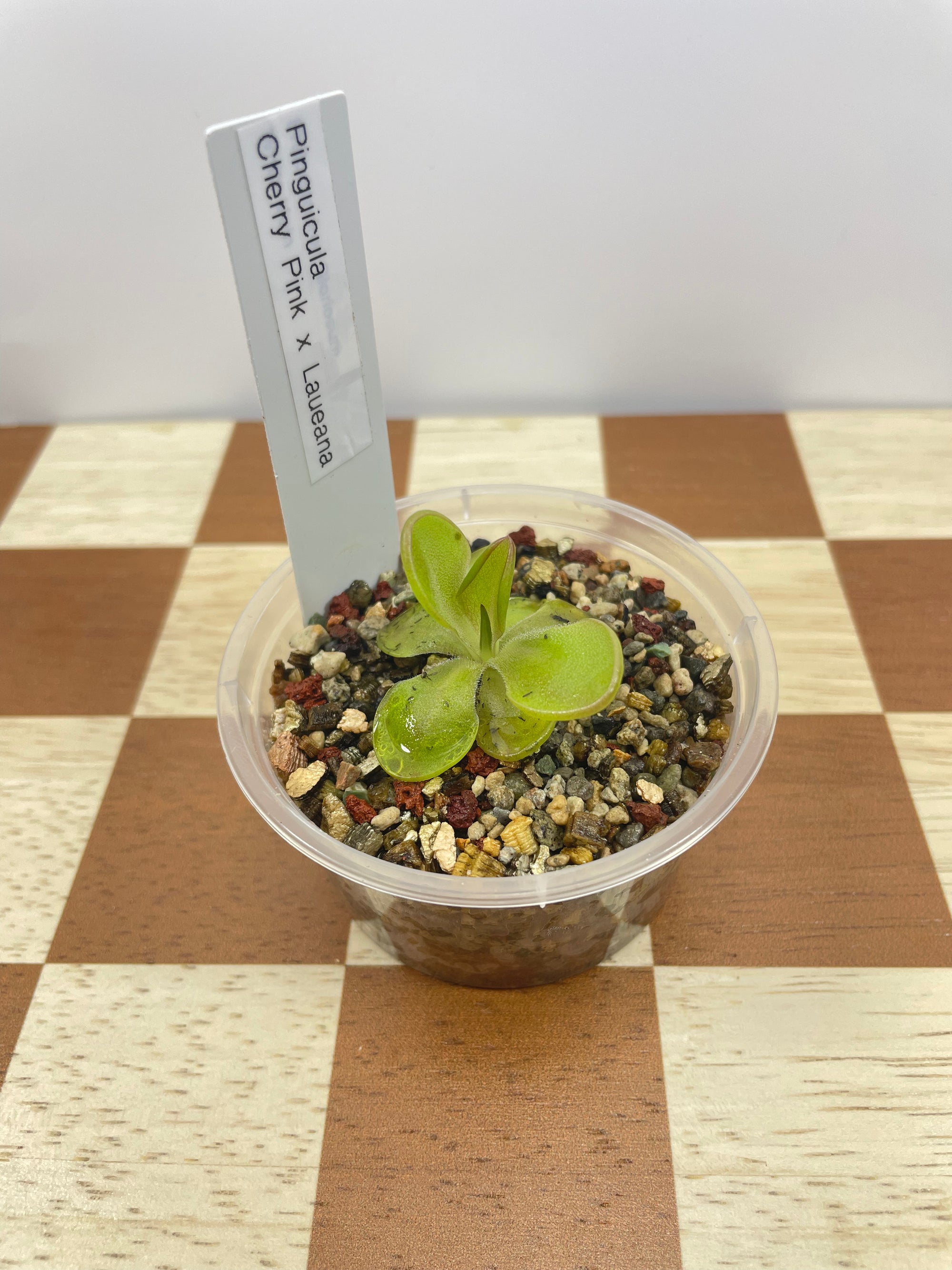 Pinguicula Cherry Pink x Laueana (Carnivorous Plant)