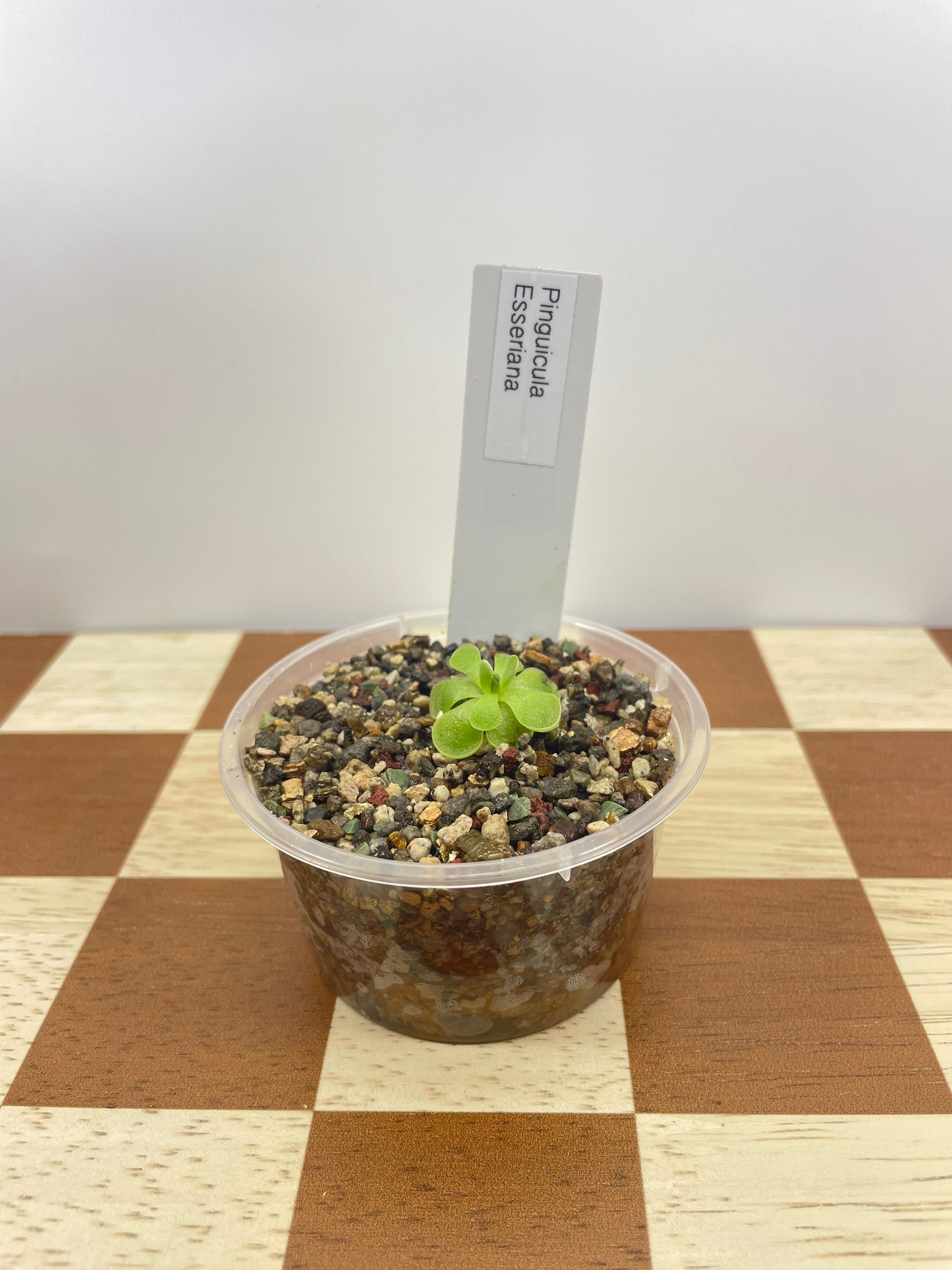 Pinguicula Esseriana (Carnivorous Plant)