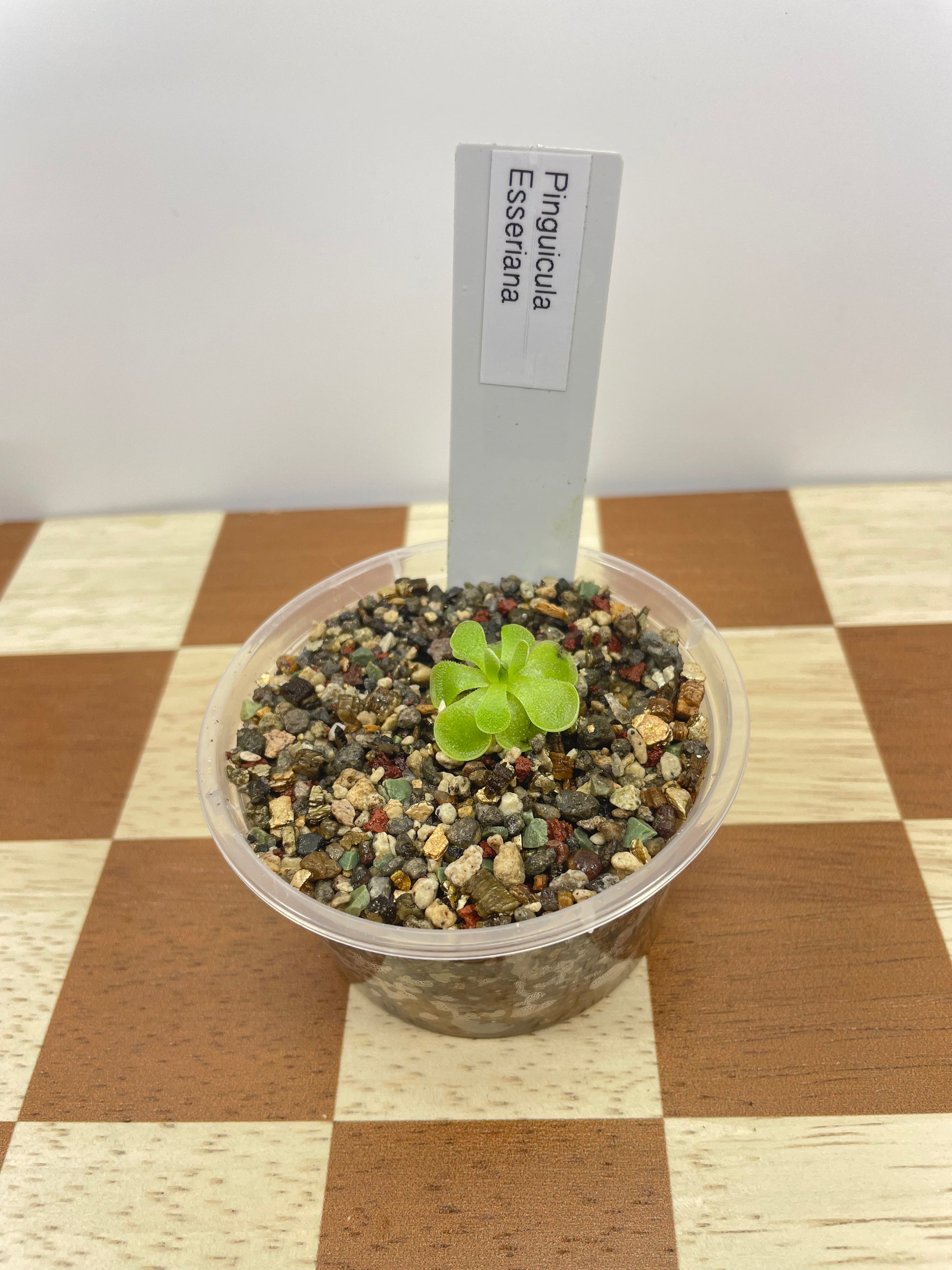 Pinguicula Esseriana (Carnivorous Plant)