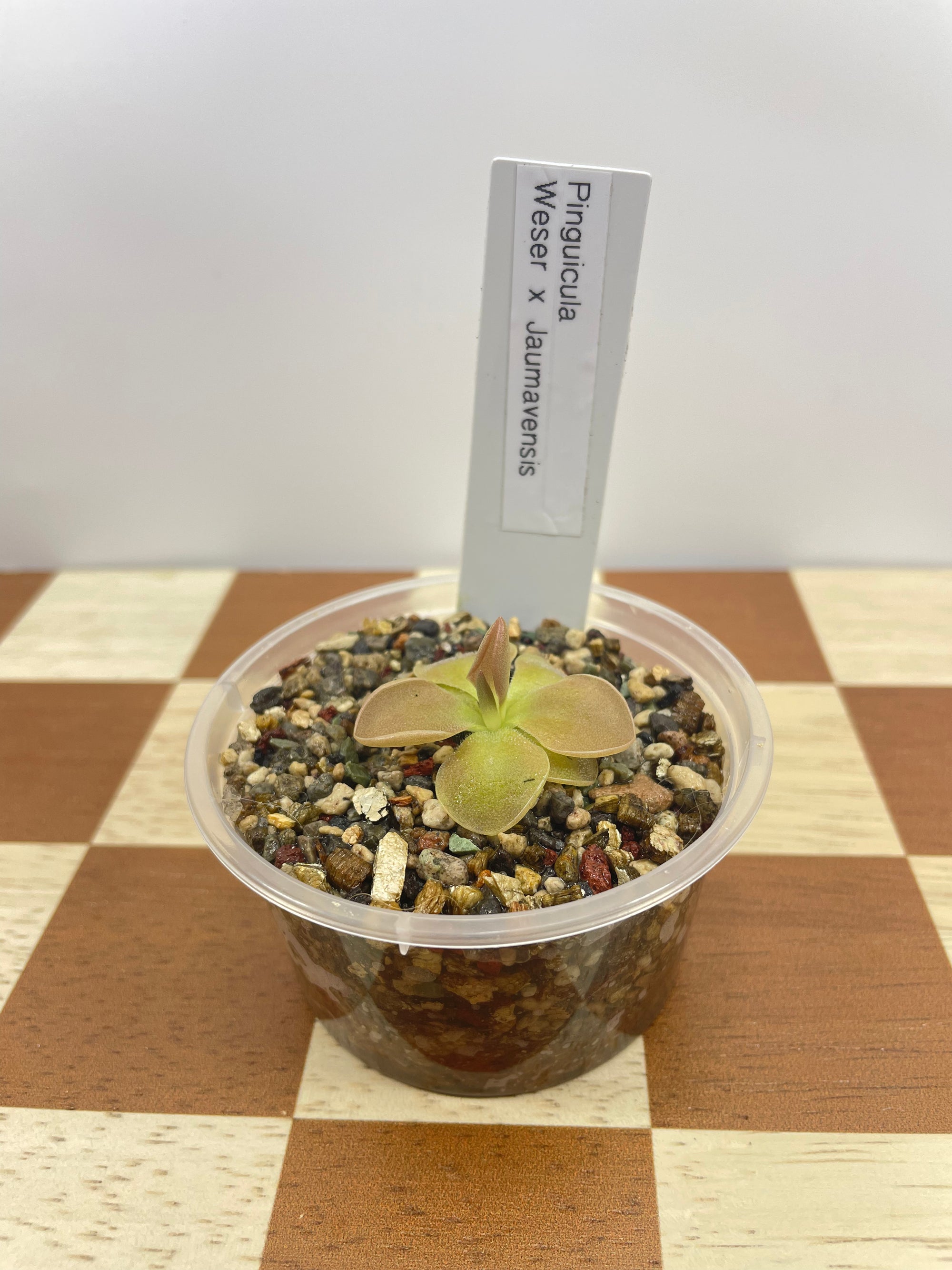 Pinguicula Weser x Jaumavensis (Carnivorous Plant)