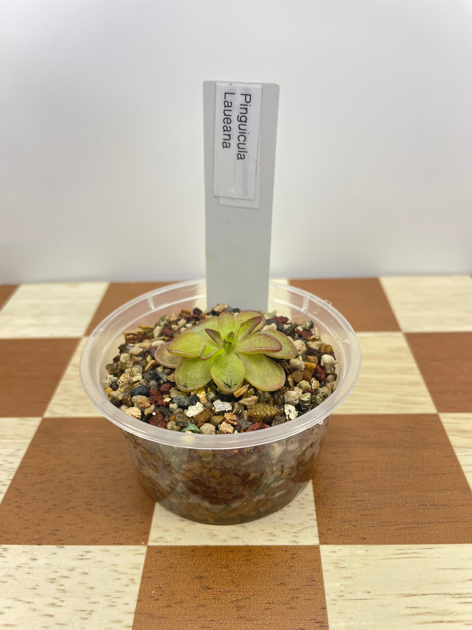 Pinguicula Laueana (Carnivorous Plant)