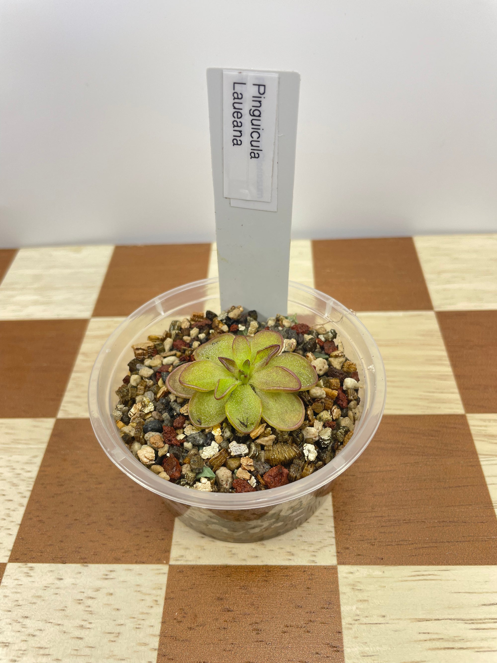 Pinguicula Laueana (Carnivorous Plant)