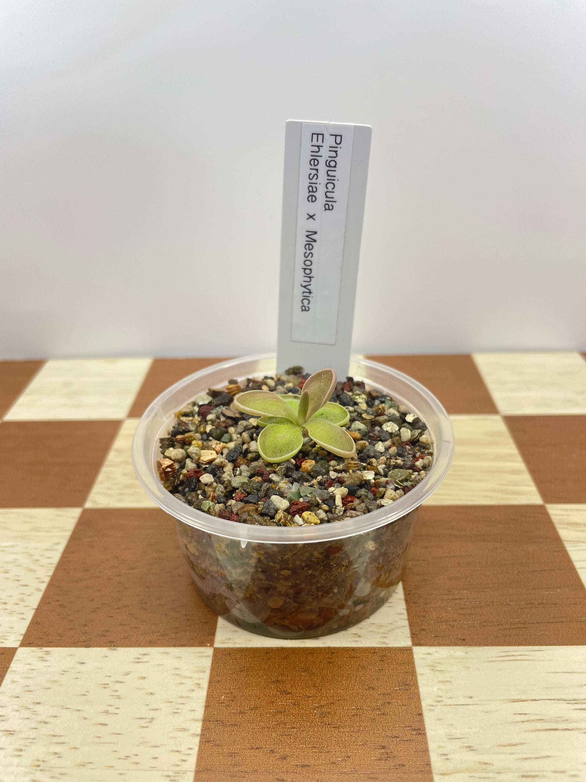 Pinguicula Ehlersiae x Mesophytica (Carnivorous Plant)