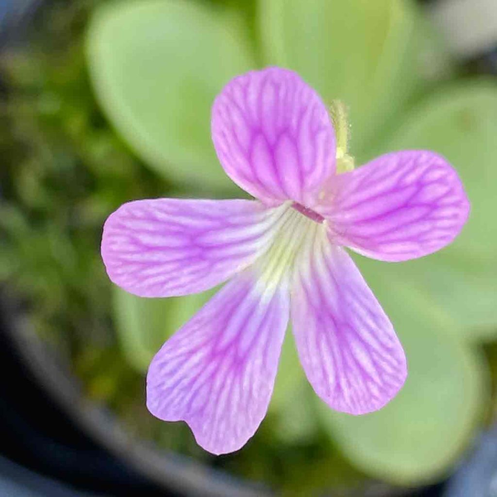 Pinguicula Weser x Emarginata (Carnivorous Plant)