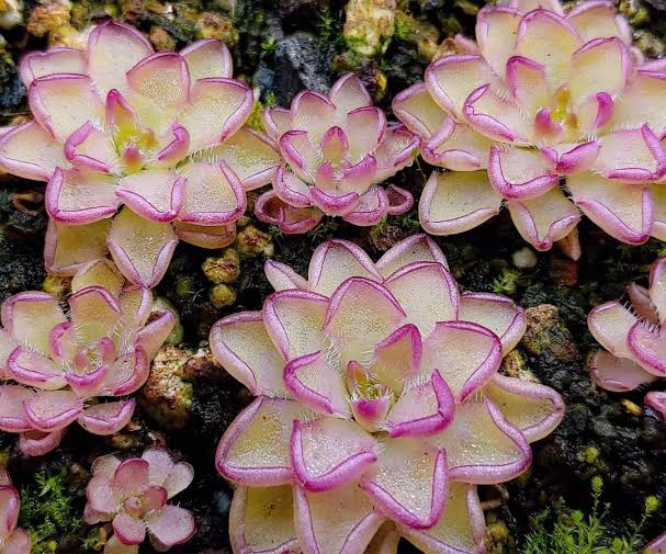 Pinguicula Kondoi (Carnivorous Plant)
