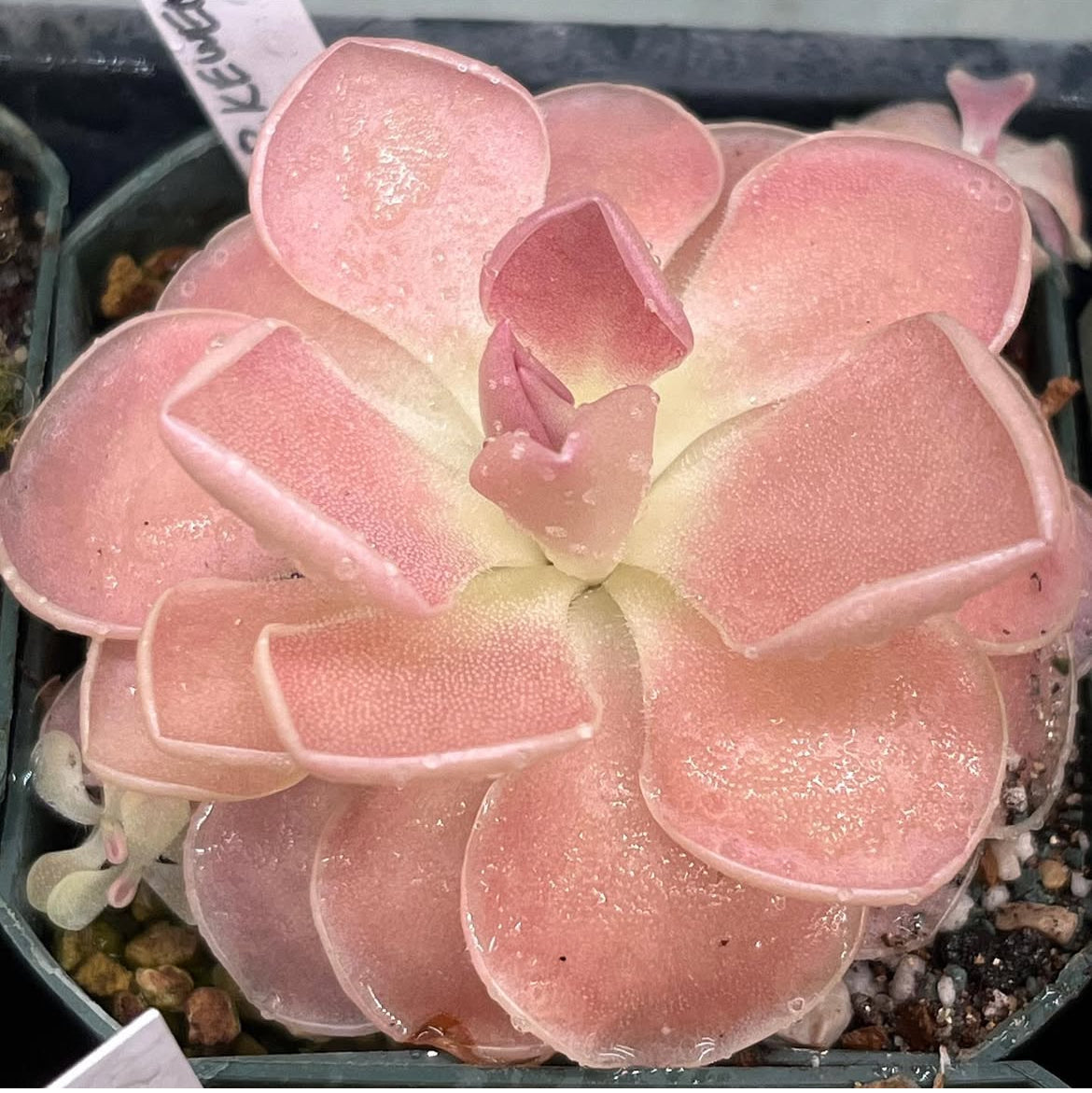 Pinguicula Kewensis (Carnivorous Plant)