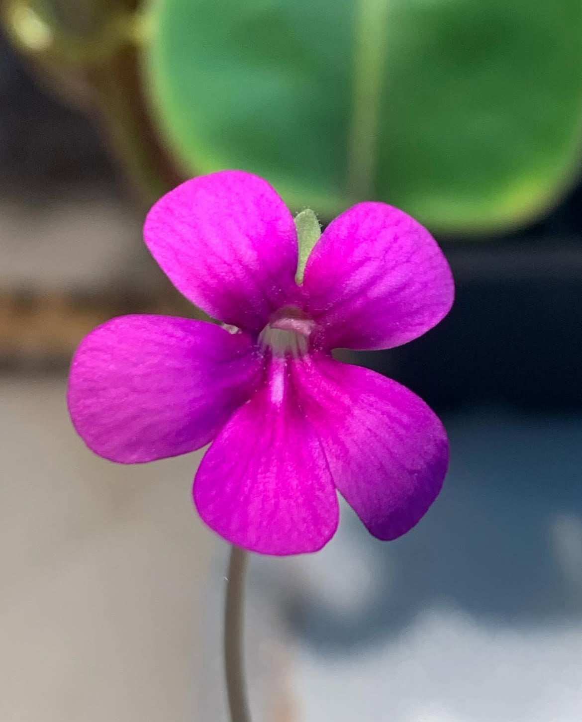 Pinguicula Kewensis (Carnivorous Plant)