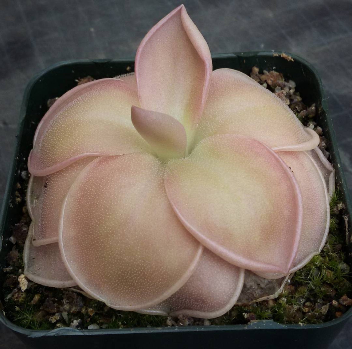 Pinguicula Moranensis Superba (Carnivorous Plant)