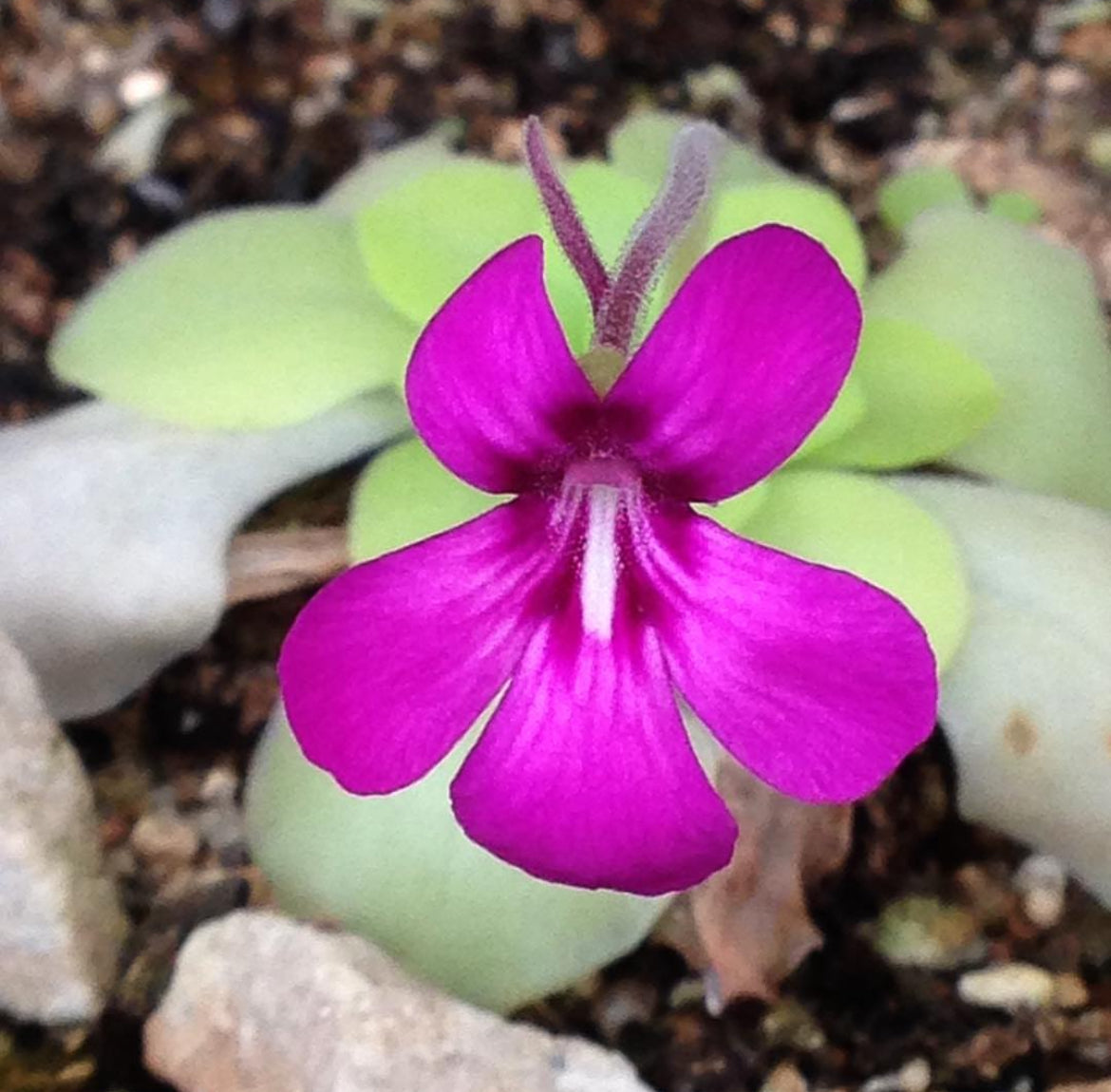 Pinguicula Moranensis Superba (Carnivorous Plant)