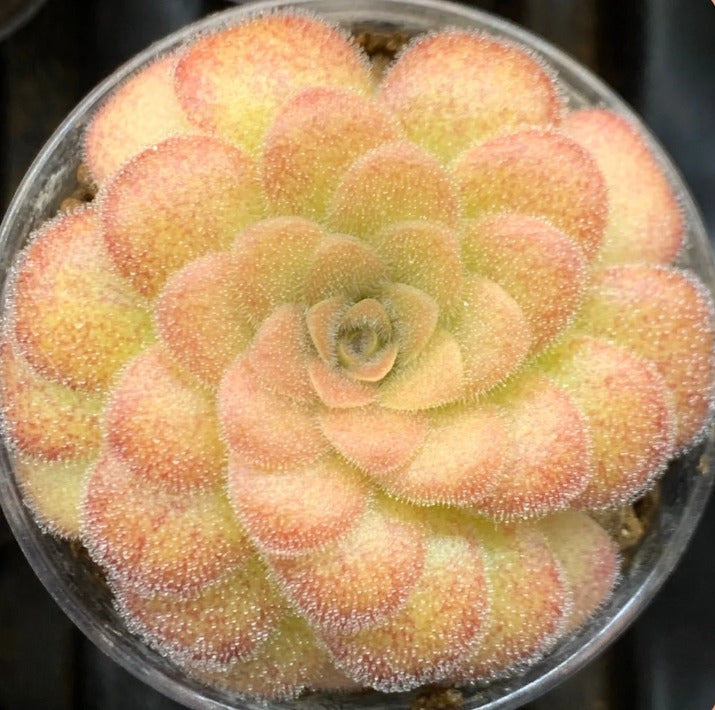 Pinguicula Guatemala (Carnivorous Plant)