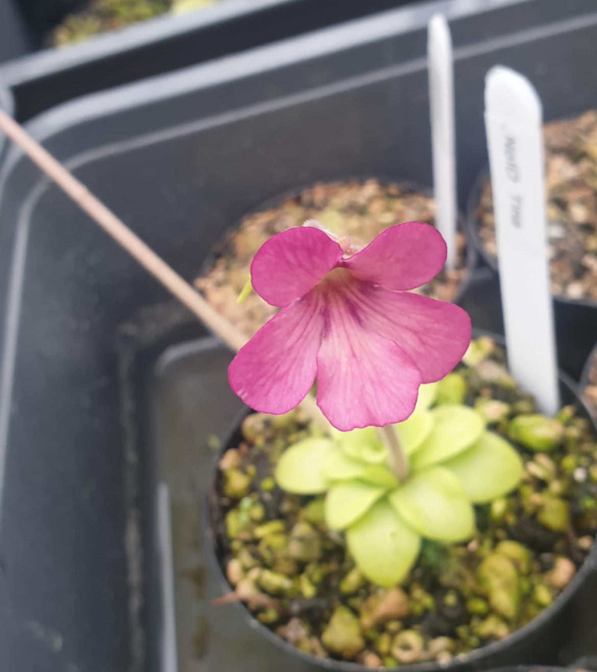 Pinguicula NoID (Carnivorous Plant)