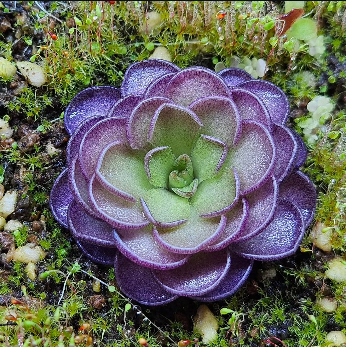 Pinguicula Cyclosecta (Carnivorous Plant)
