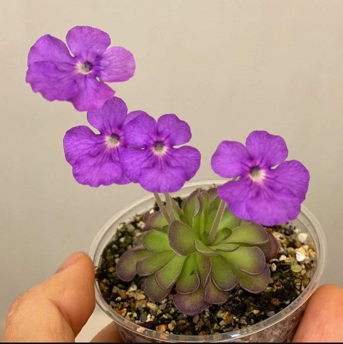 Pinguicula Cyclosecta (Carnivorous Plant)