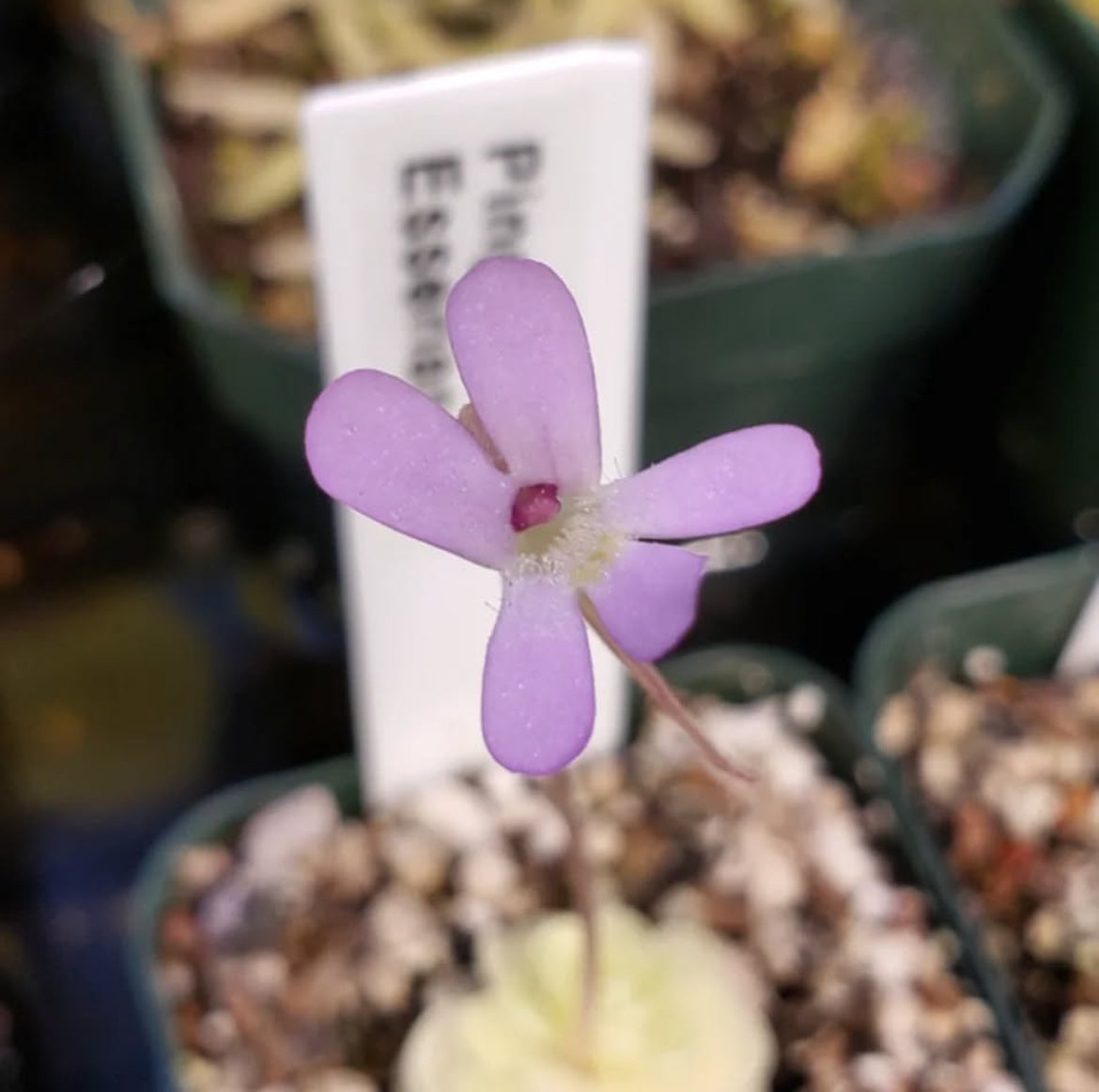Pinguicula Esseriana (Carnivorous Plant)