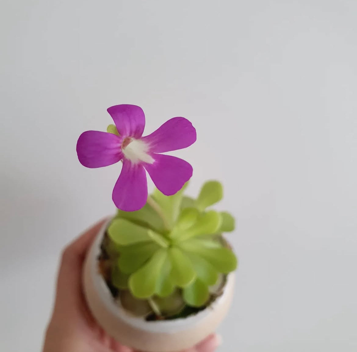 Pinguicula Weser x Jaumavensis (Carnivorous Plant)