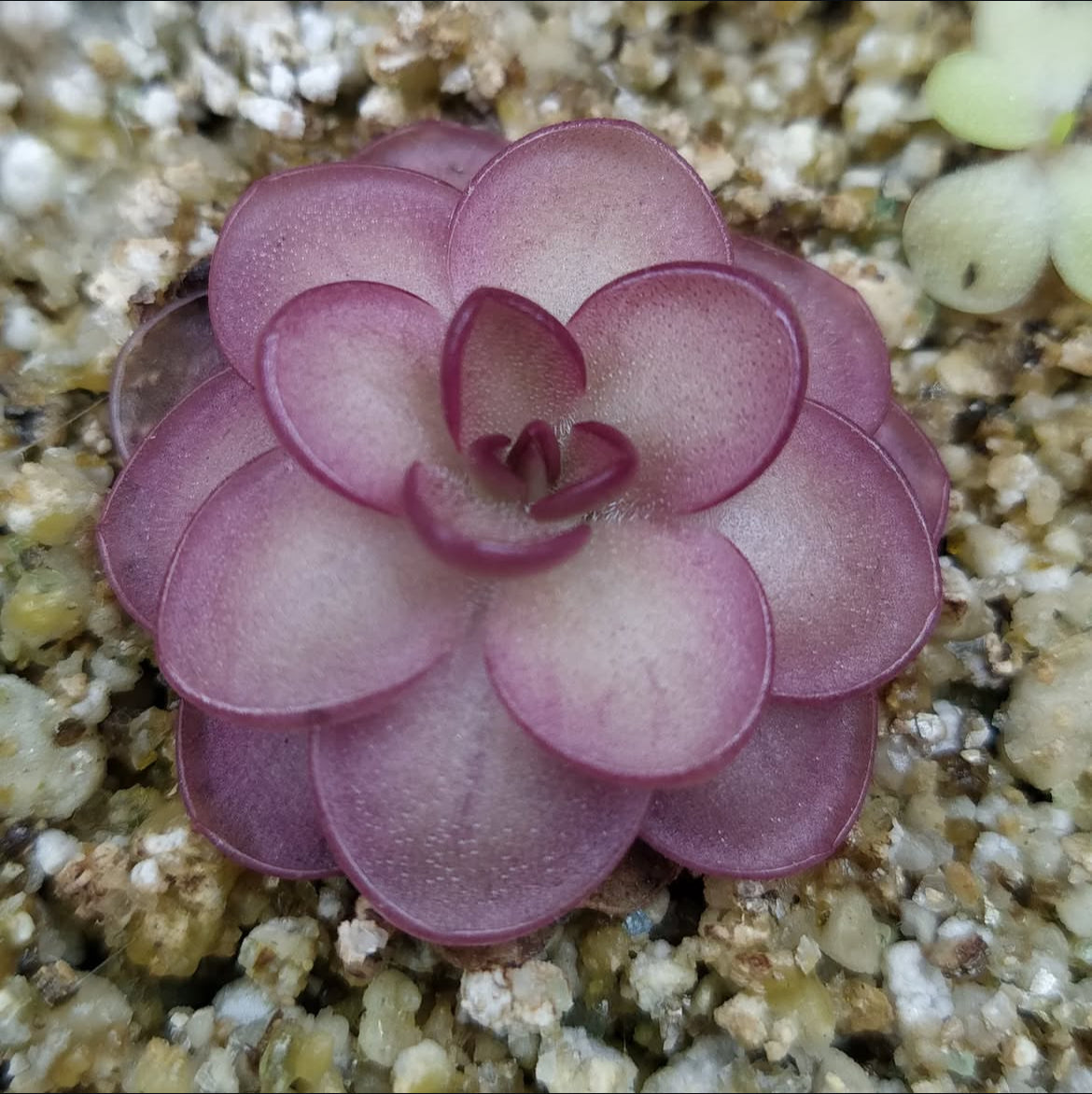 Pinguicula Laueana (Carnivorous Plant)